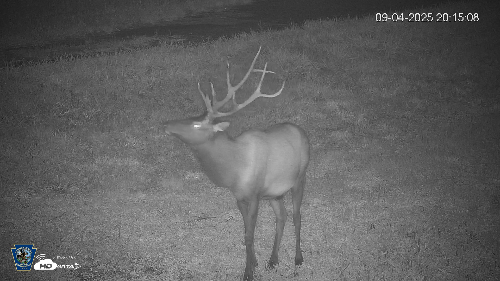 Snapshot of Pennsylvania Elk Live Webcam taken Sep 4, 2025, 8:15pm EDT