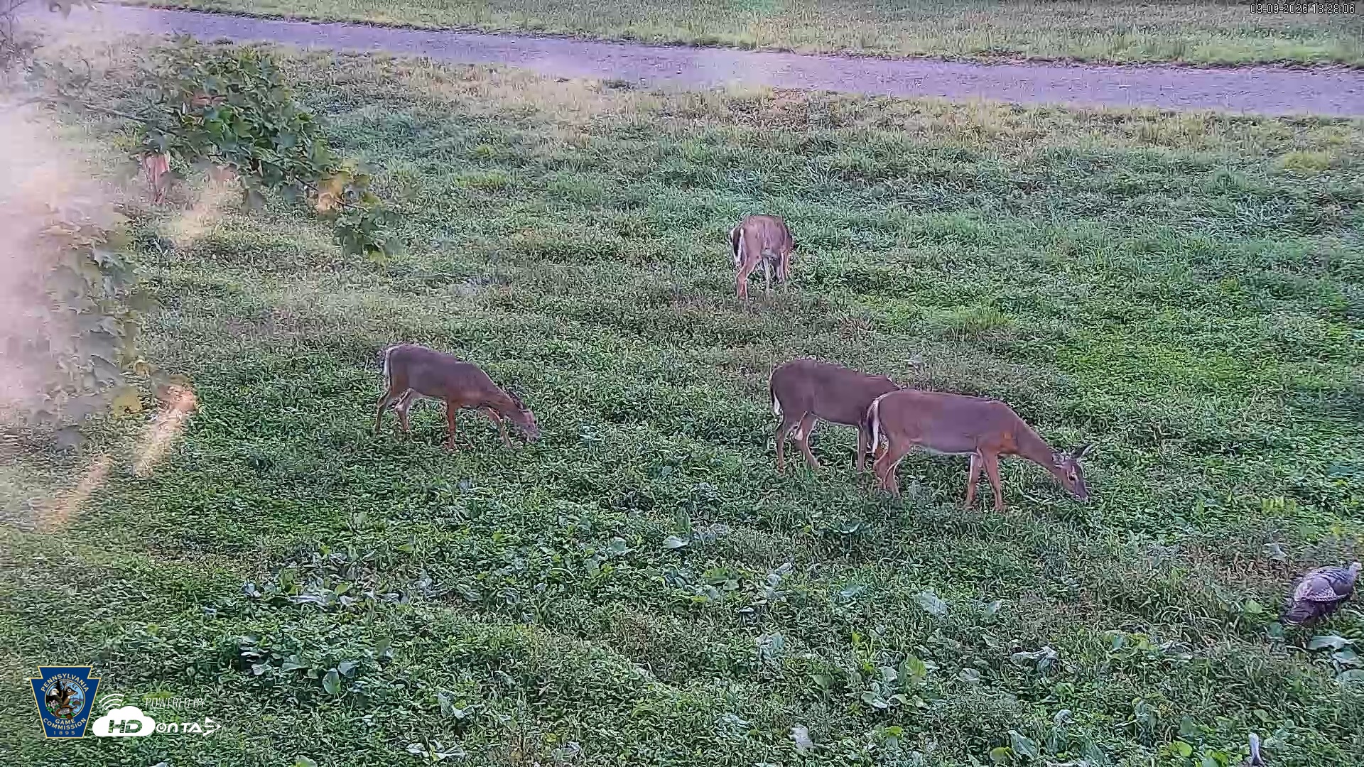 Snapshot of Pennsylvania Elk Live Webcam taken Sep 9, 2026, 6:29pm EDT