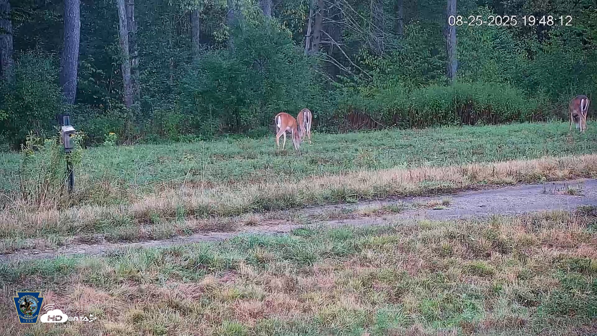 Snapshot of Pennsylvania Elk Live Webcam taken Aug 25, 2025, 7:49pm EDT