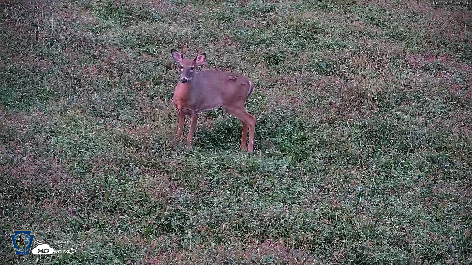 Snapshot of Pennsylvania Elk Live Webcam taken Oct 2, 2026, 7:01pm EDT