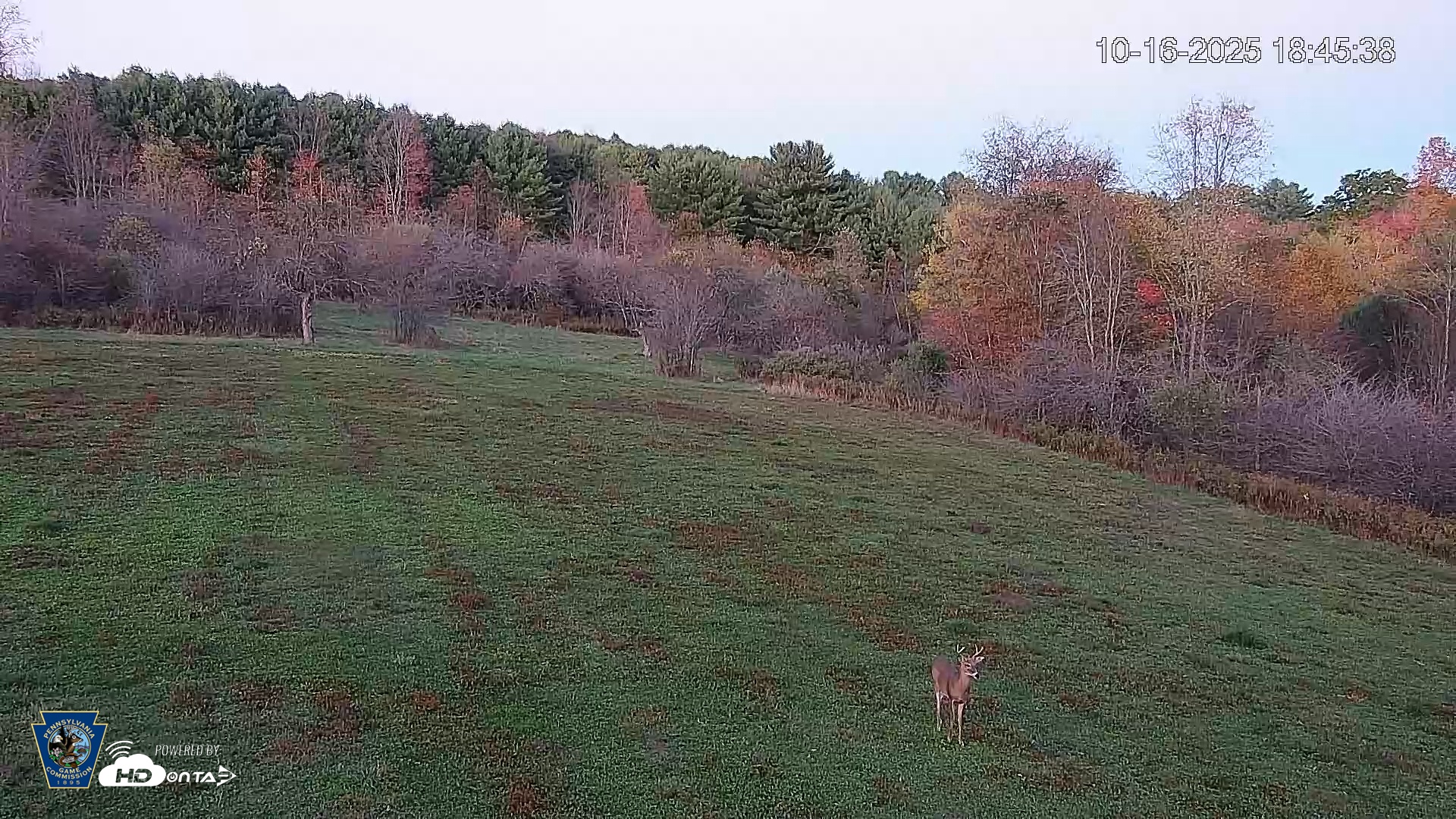 Snapshot of Pennsylvania Elk Live Webcam taken Oct 16, 2025, 6:47pm EDT
