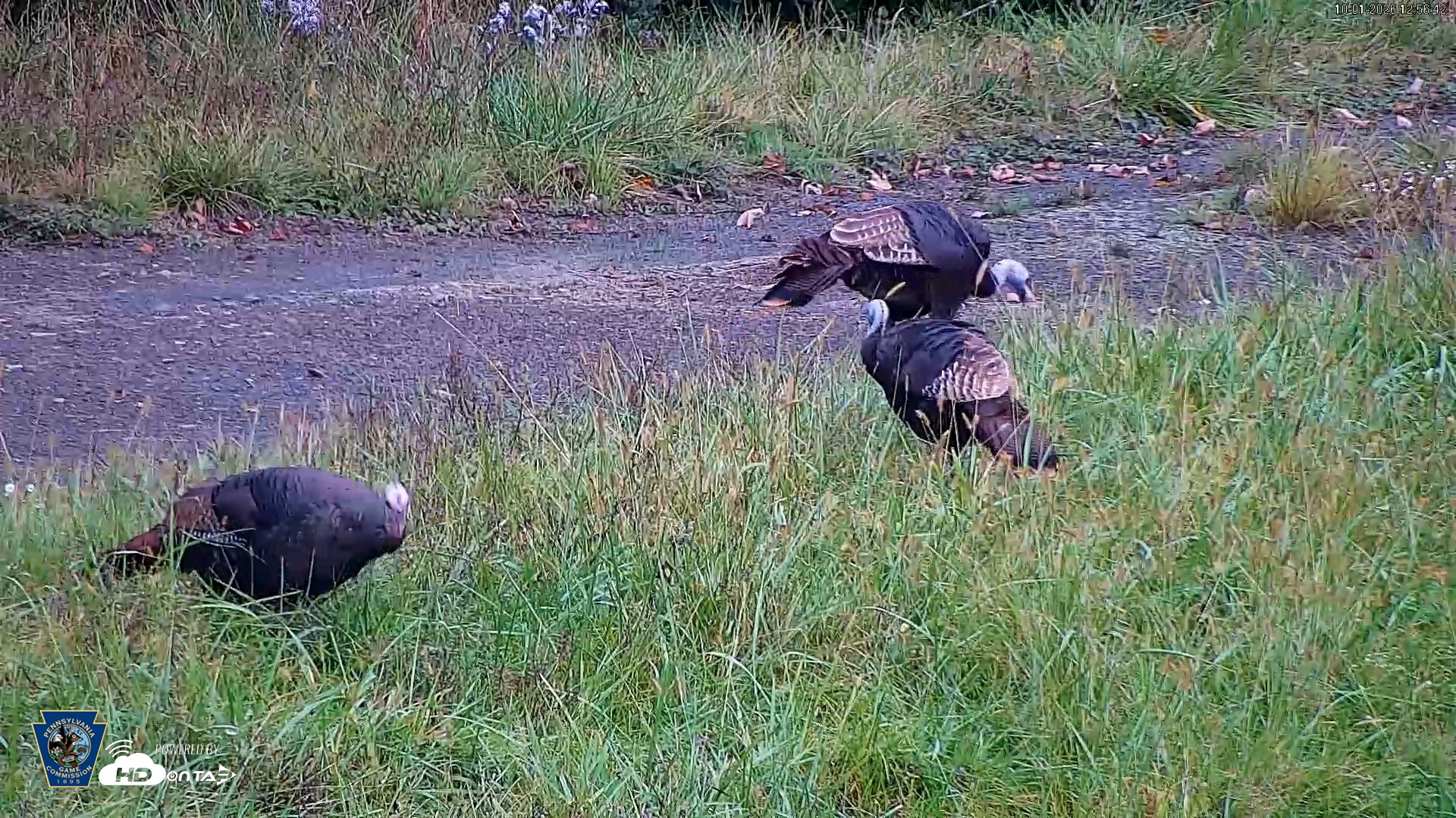 Snapshot of Pennsylvania Elk Live Webcam taken Oct 1, 2026, 12:57pm EDT