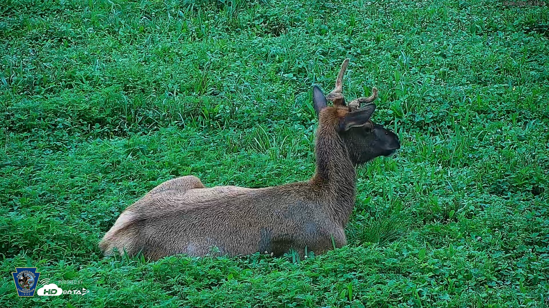 Snapshot of Pennsylvania Elk Live Webcam taken Aug 6, 2026, 7:50am EDT