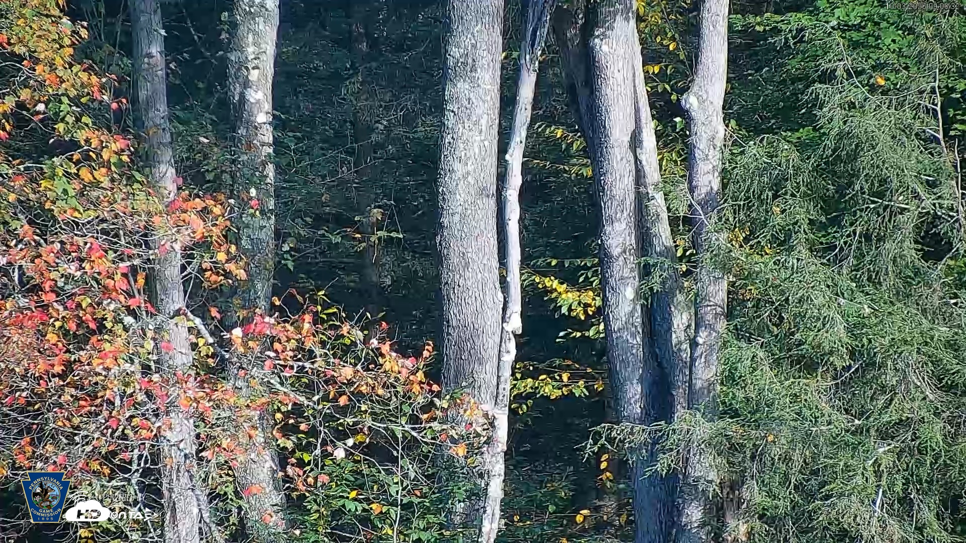 Snapshot of Pennsylvania Elk Live Webcam taken Oct 3, 2026, 9:09am EDT