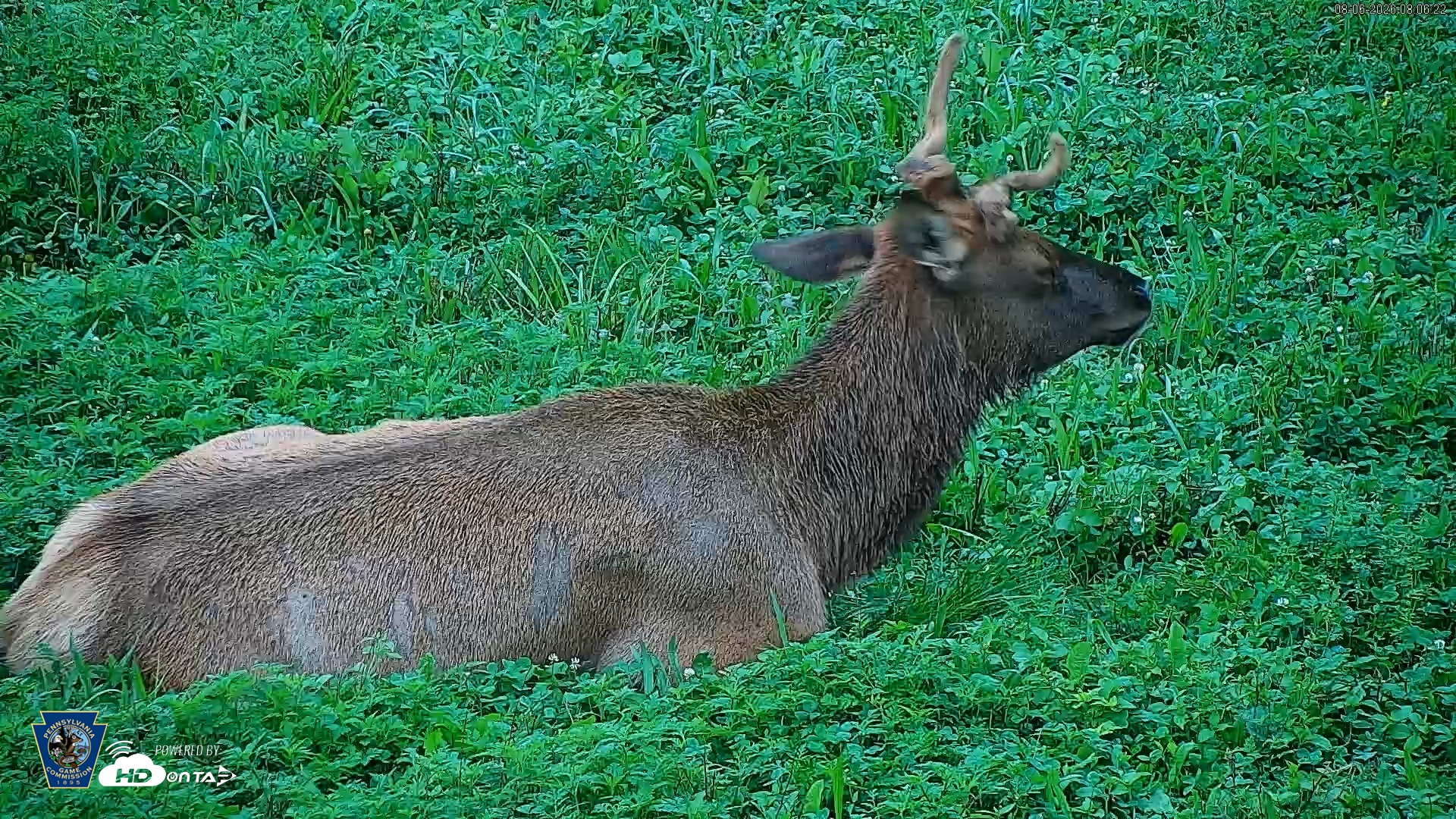 Snapshot of Pennsylvania Elk Live Webcam taken Aug 6, 2026, 8:06am EDT