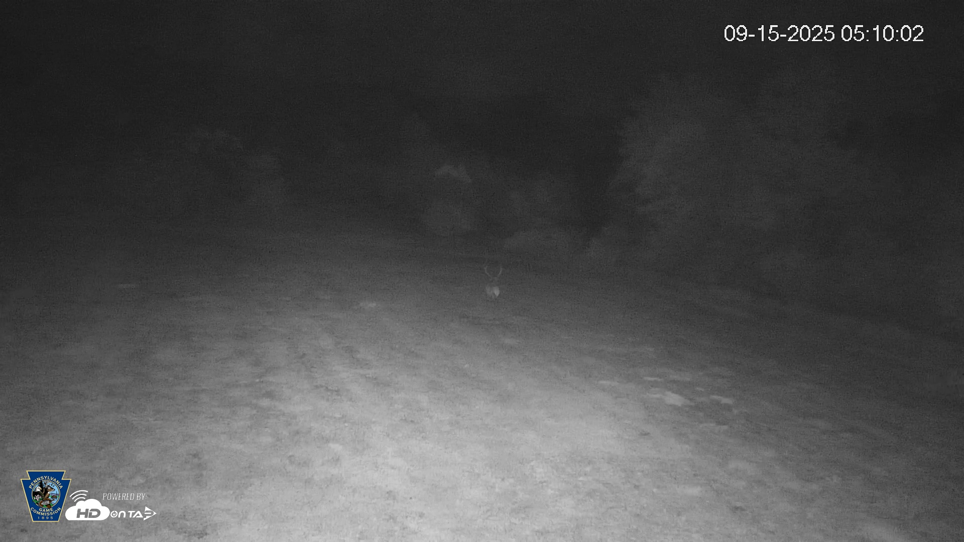 Snapshot of Pennsylvania Elk Live Webcam taken Sep 15, 2025, 5:10am EDT