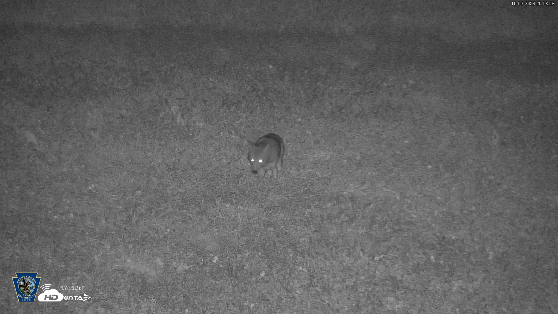 Snapshot of Pennsylvania Elk Live Webcam taken Oct 3, 2026, 8:04pm EDT