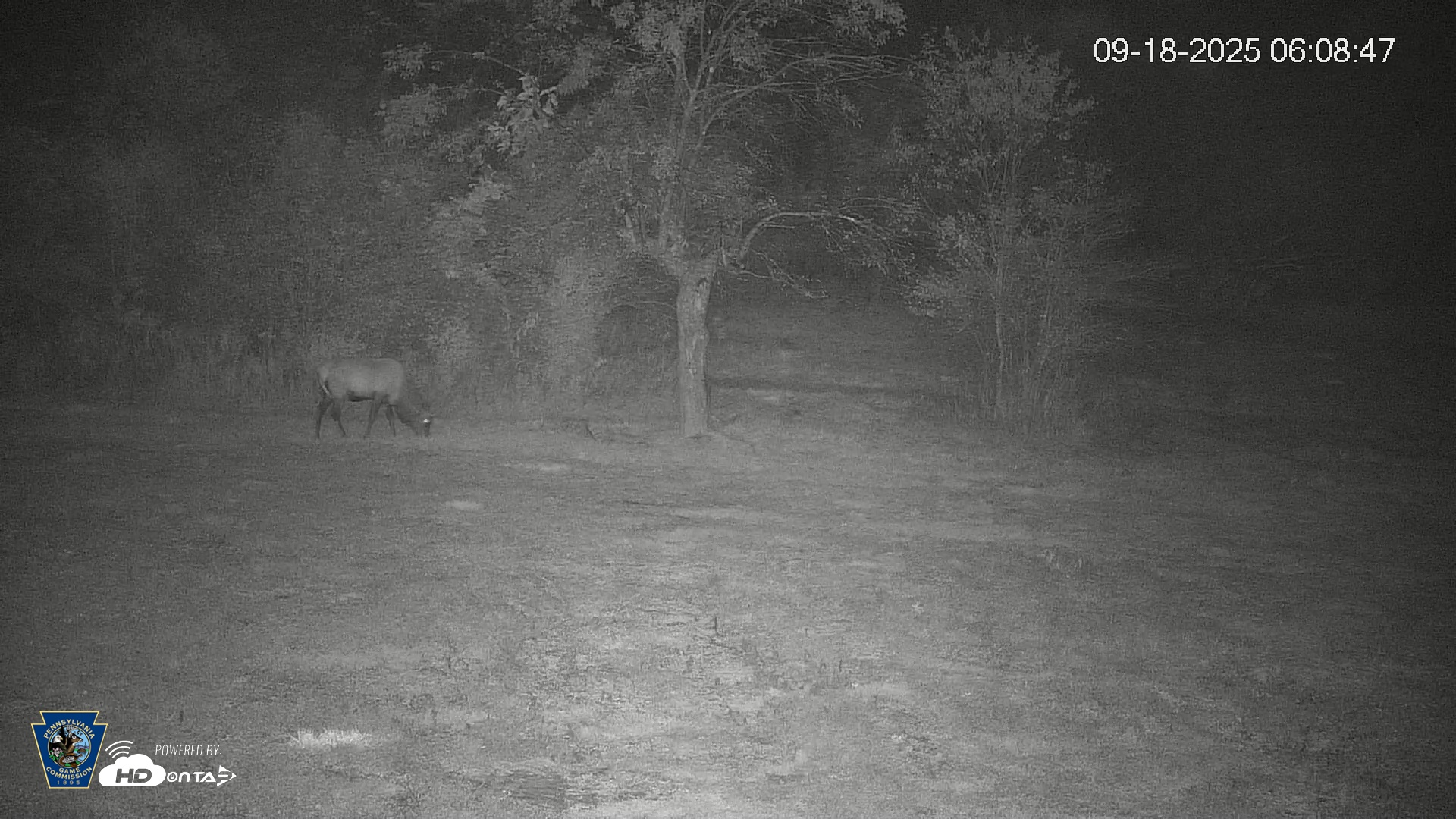 Snapshot of Pennsylvania Elk Live Webcam taken Sep 18, 2025, 6:09am EDT