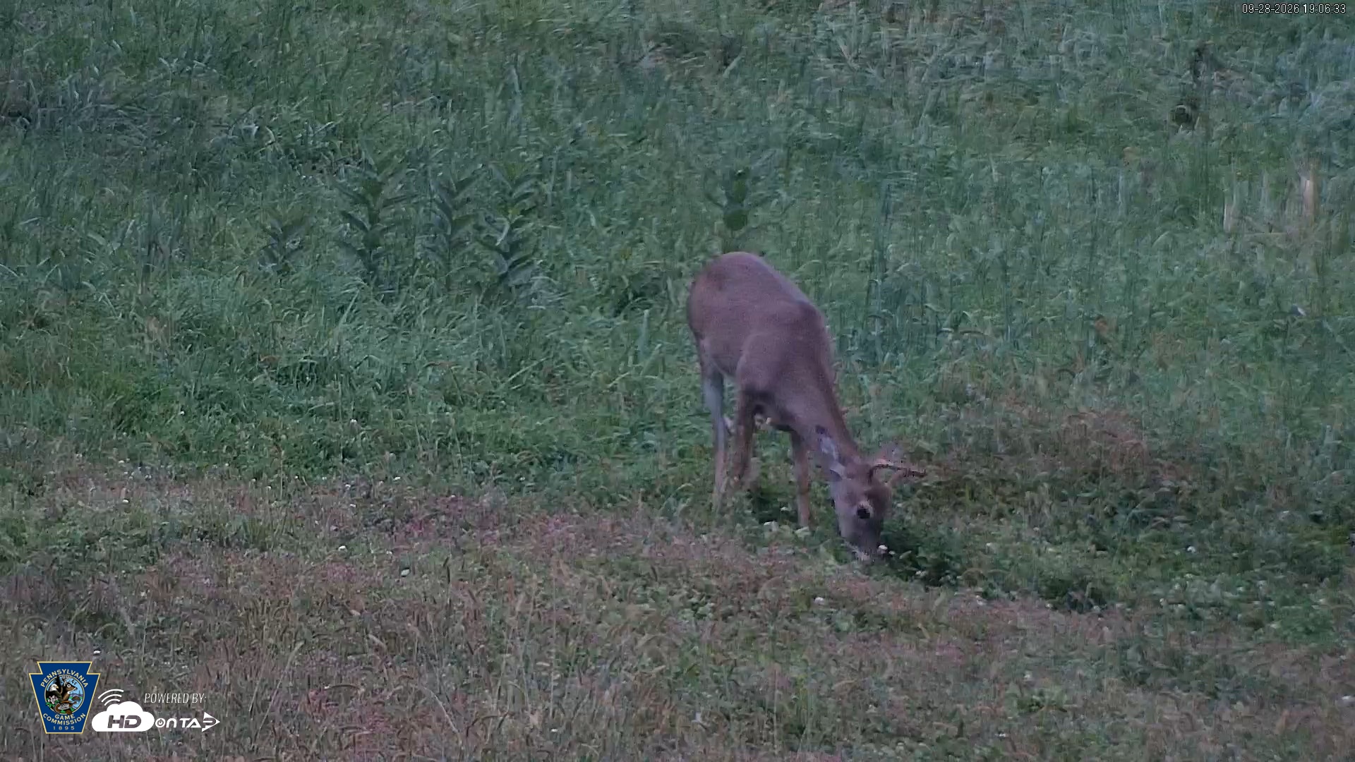 Snapshot of Pennsylvania Elk Live Webcam taken Sep 28, 2026, 7:07pm EDT
