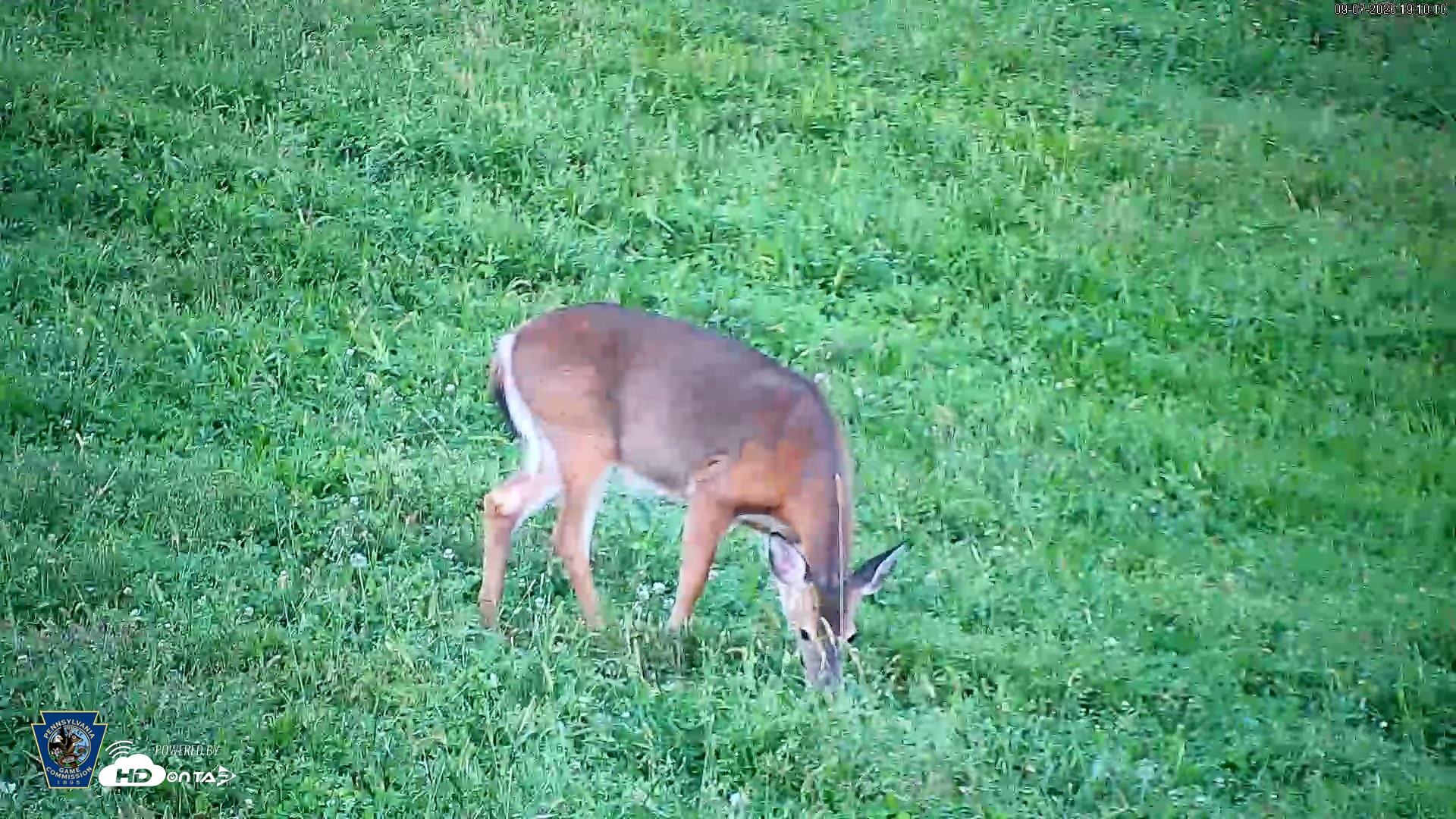 Snapshot of Pennsylvania Elk Live Webcam taken Sep 7, 2026, 7:10pm EDT