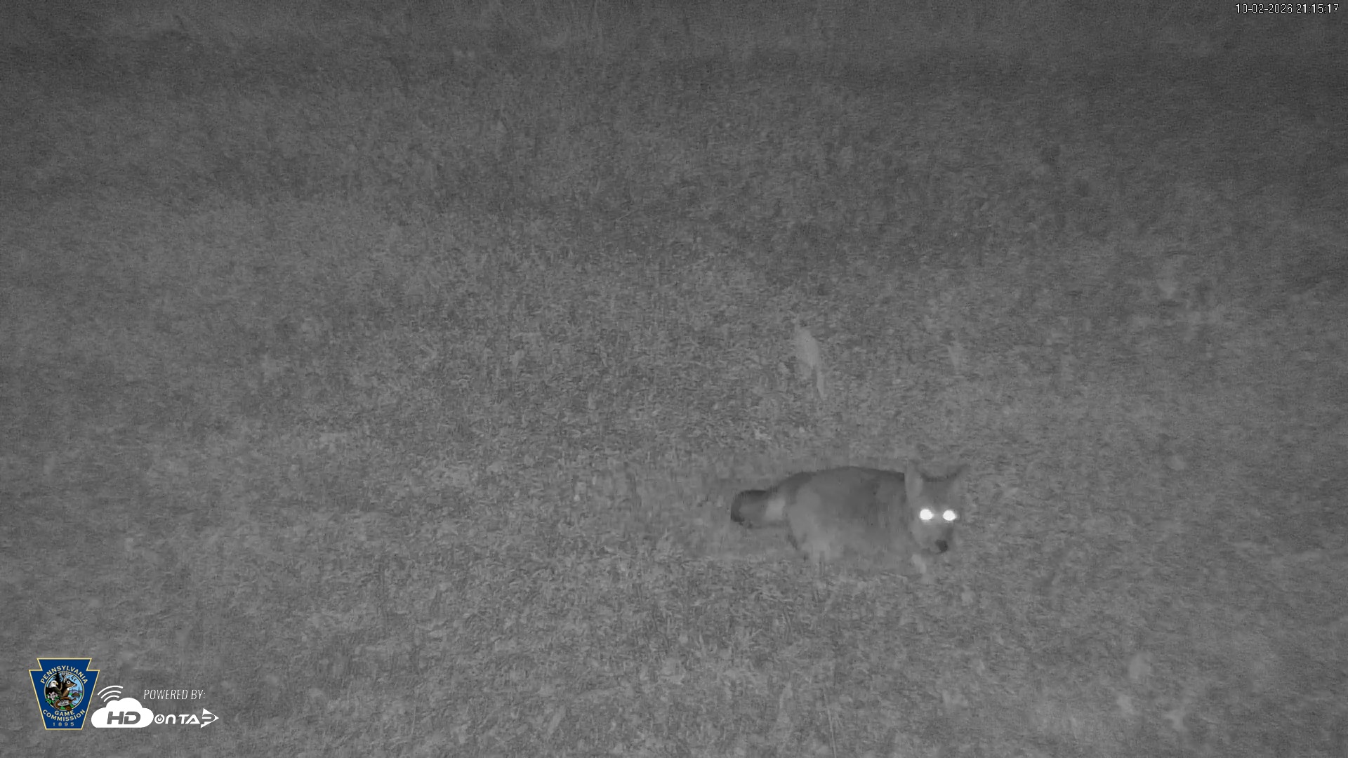 Snapshot of Pennsylvania Elk Live Webcam taken Oct 2, 2026, 9:16pm EDT