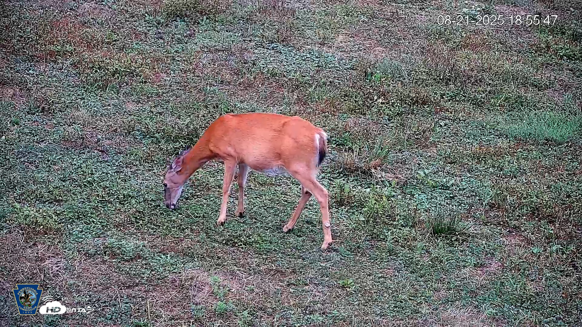 Snapshot of Pennsylvania Elk Live Webcam taken Aug 21, 2025, 6:56pm EDT