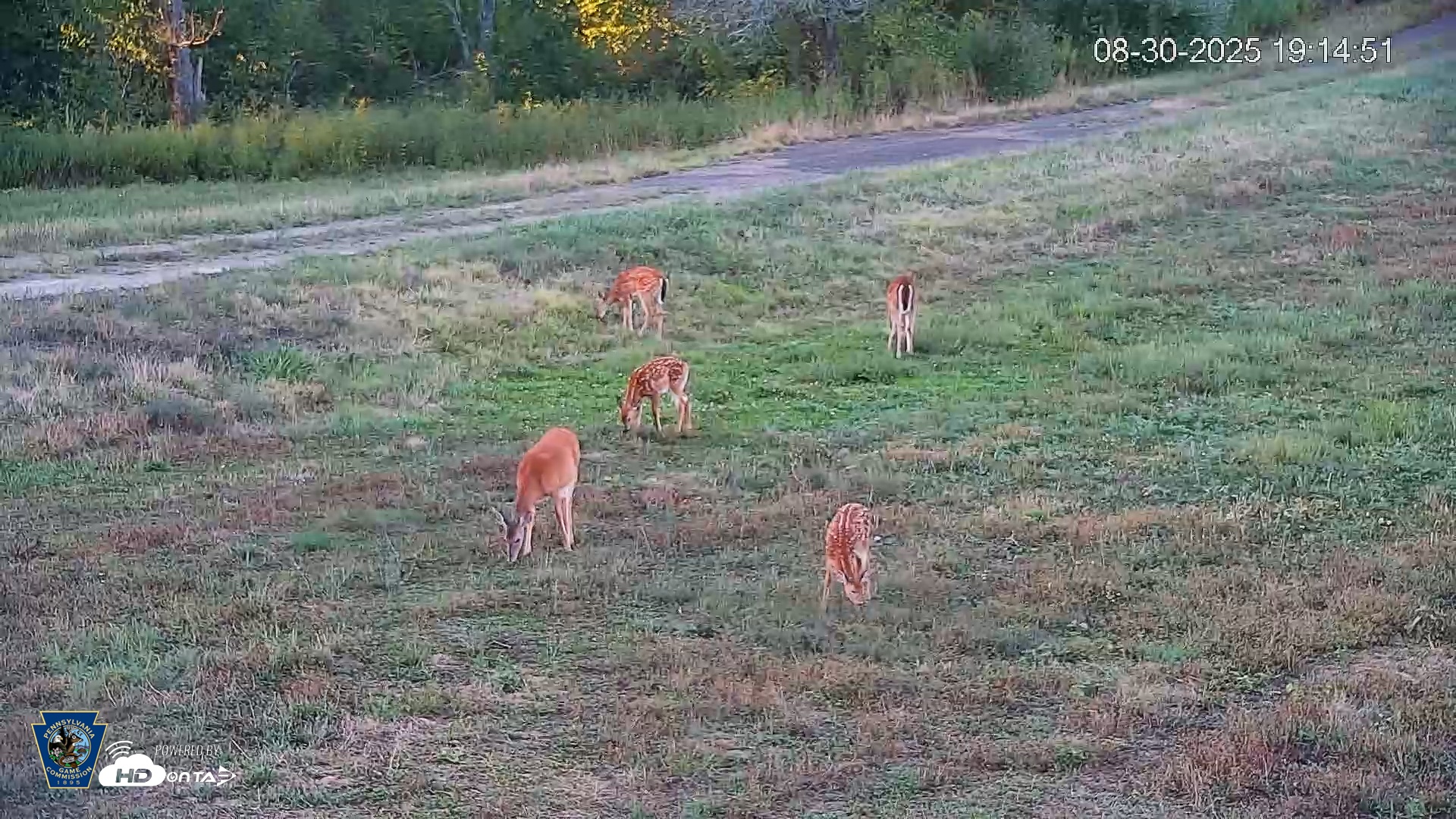 Snapshot of Pennsylvania Elk Live Webcam taken Aug 30, 2025, 7:15pm EDT