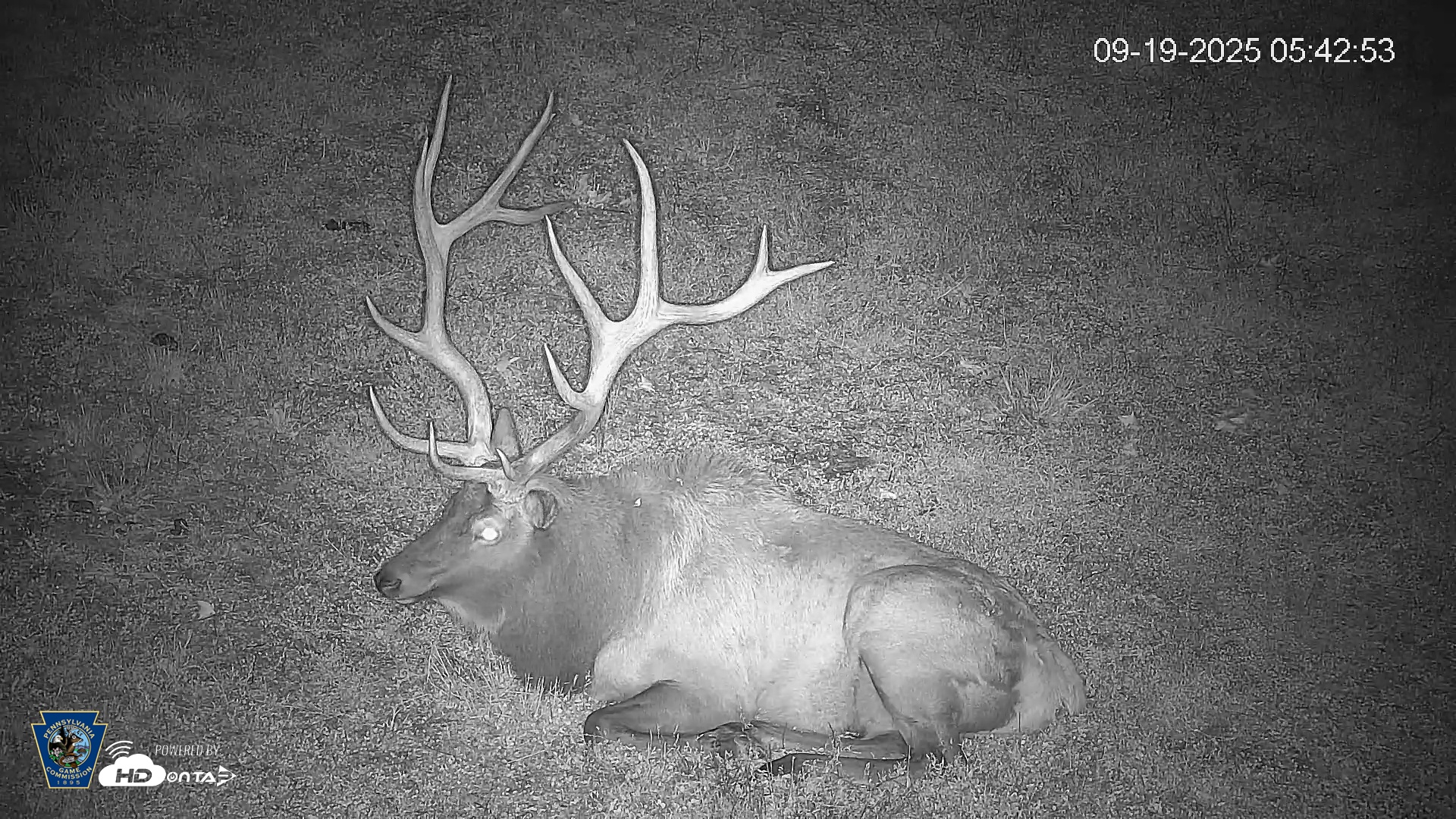 Snapshot of Pennsylvania Elk Live Webcam taken Sep 19, 2025, 5:43am EDT