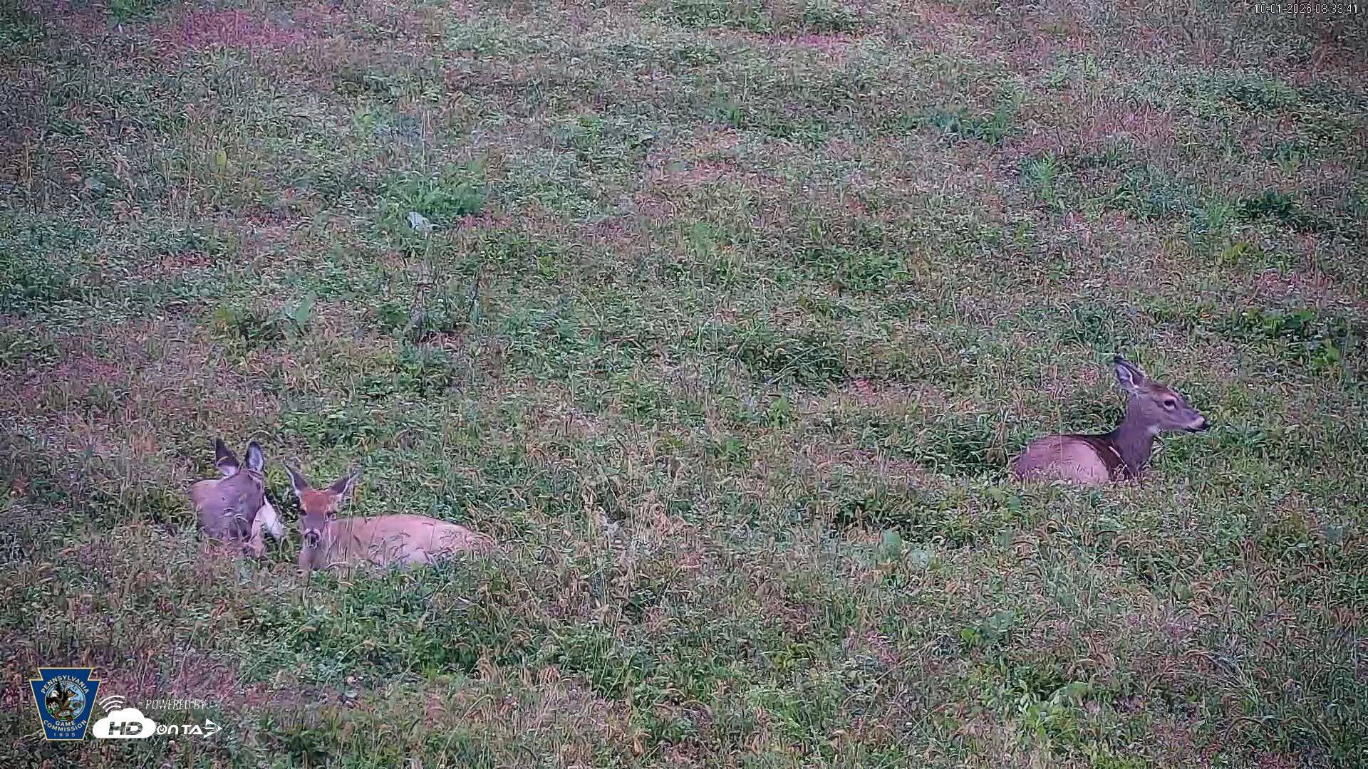Snapshot of Pennsylvania Elk Live Webcam taken Oct 1, 2026, 8:34am EDT