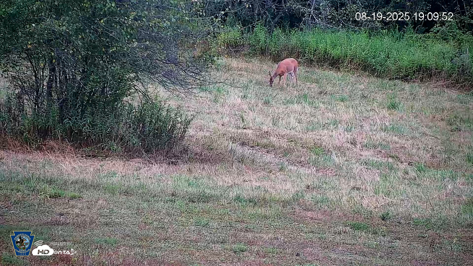 Snapshot of Pennsylvania Elk Live Webcam taken Aug 19, 2025, 7:10pm EDT