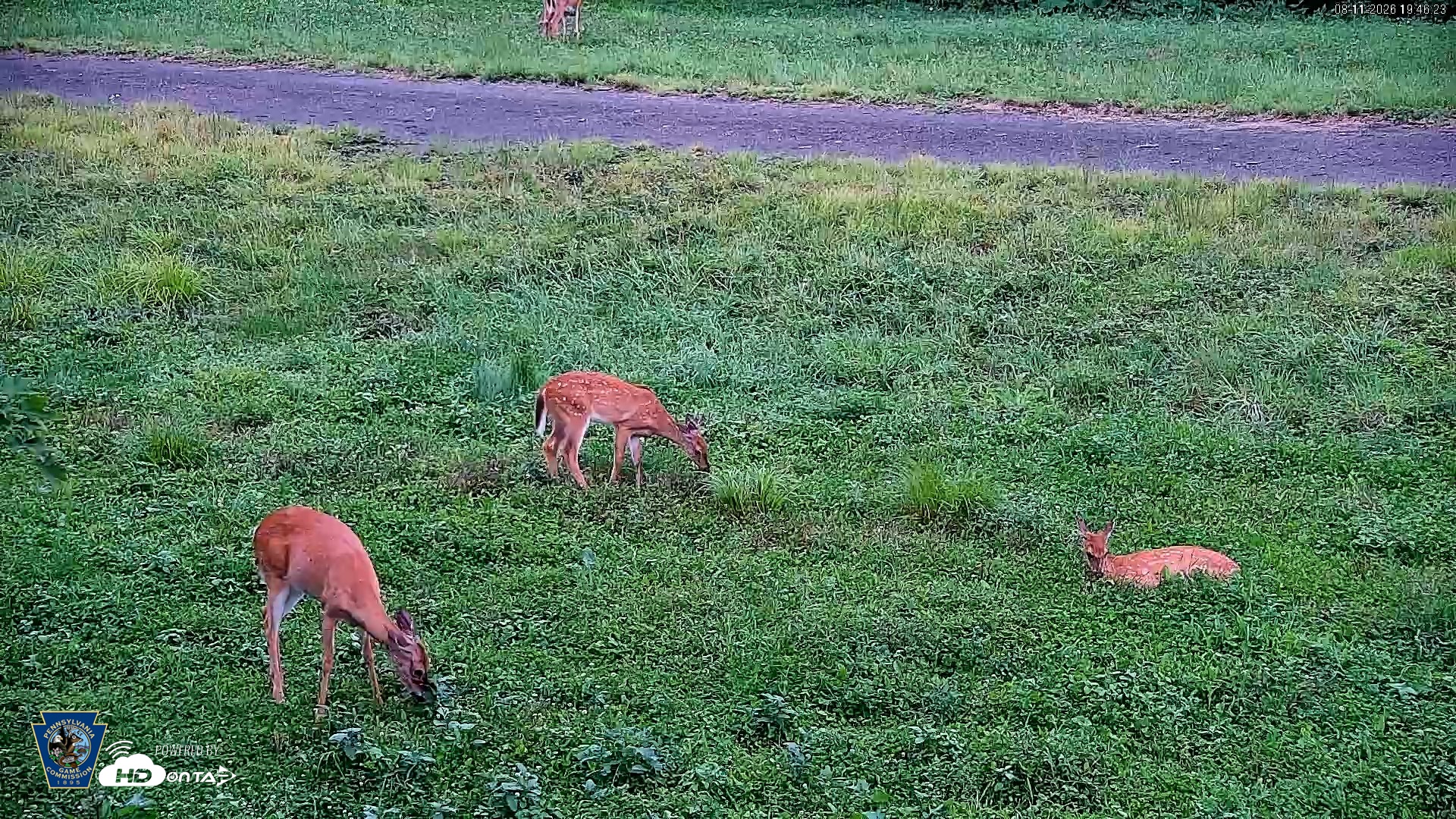 Snapshot of Pennsylvania Elk Live Webcam taken Aug 11, 2026, 7:47pm EDT