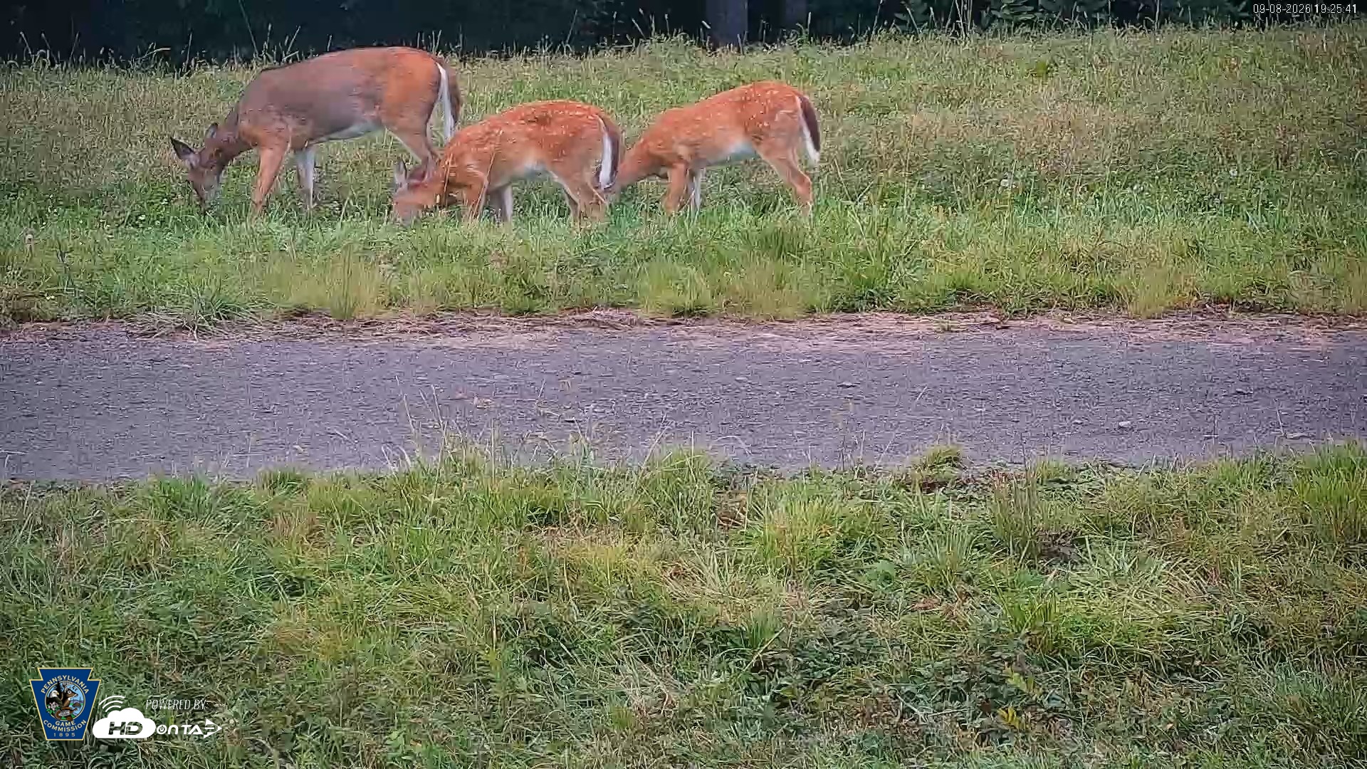 Snapshot of Pennsylvania Elk Live Webcam taken Sep 8, 2026, 7:26pm EDT