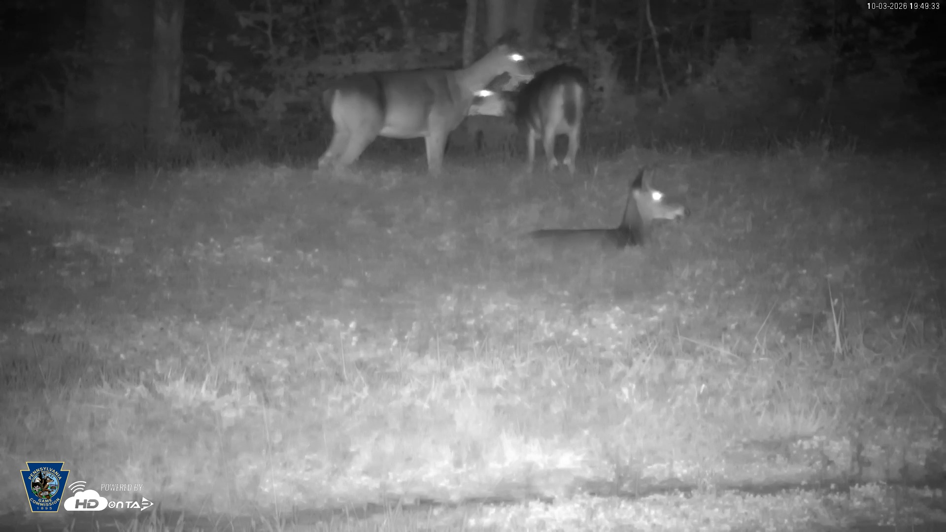 Snapshot of Pennsylvania Elk Live Webcam taken Oct 3, 2026, 7:50pm EDT