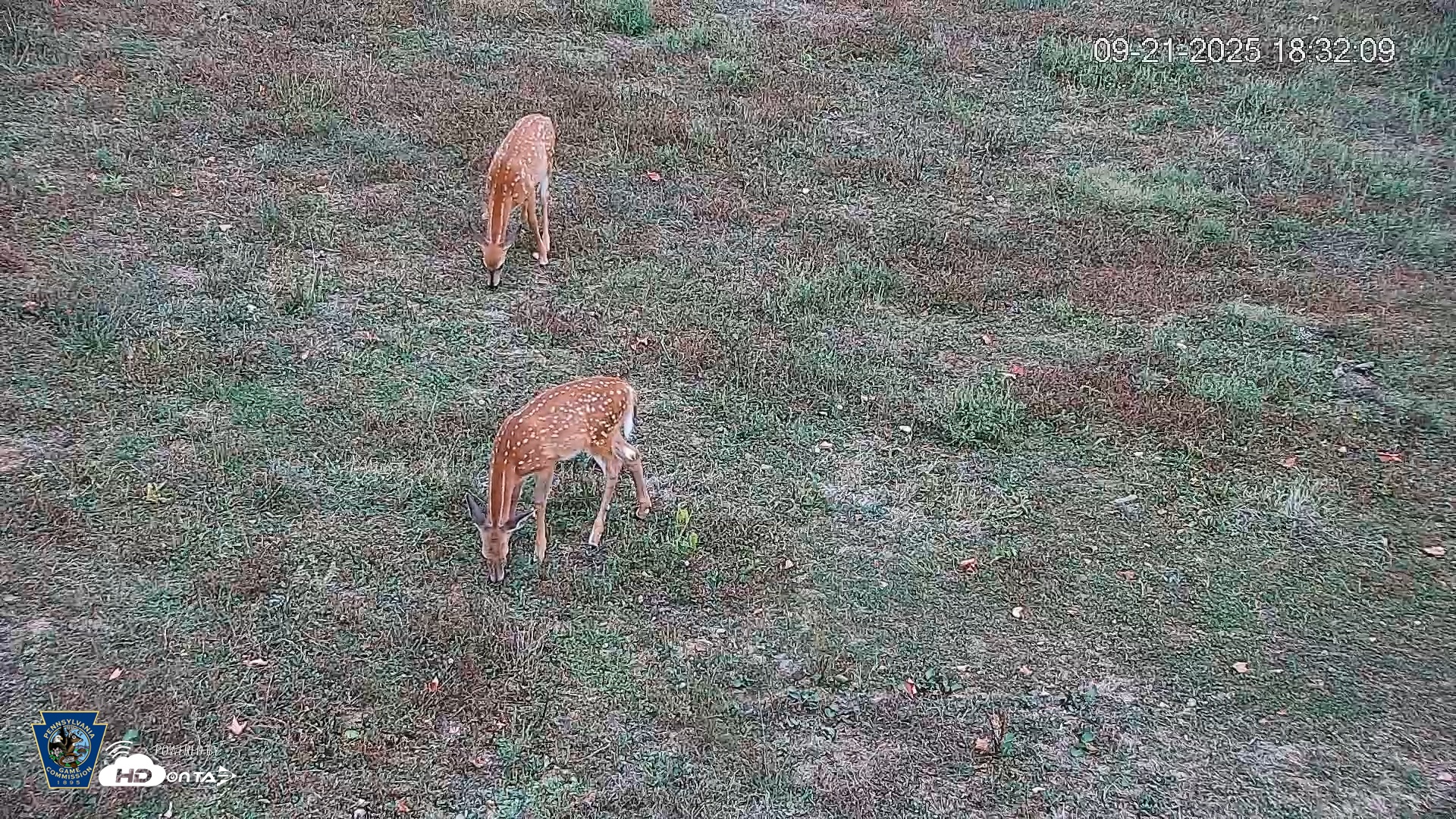 Snapshot of Pennsylvania Elk Live Webcam taken Sep 21, 2025, 6:32pm EDT