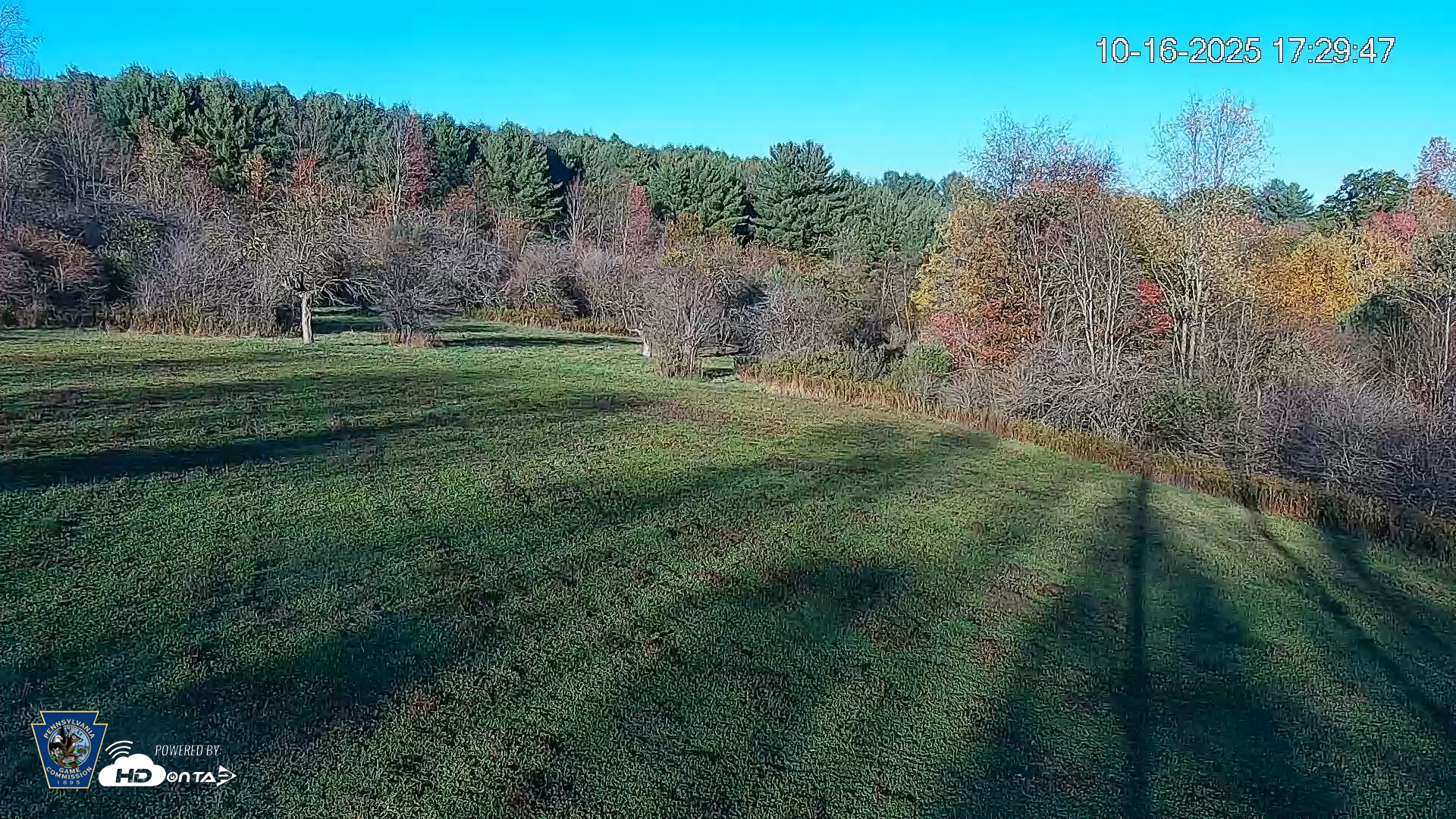 Snapshot of Pennsylvania Elk Live Webcam taken Oct 16, 2025, 5:30pm EDT