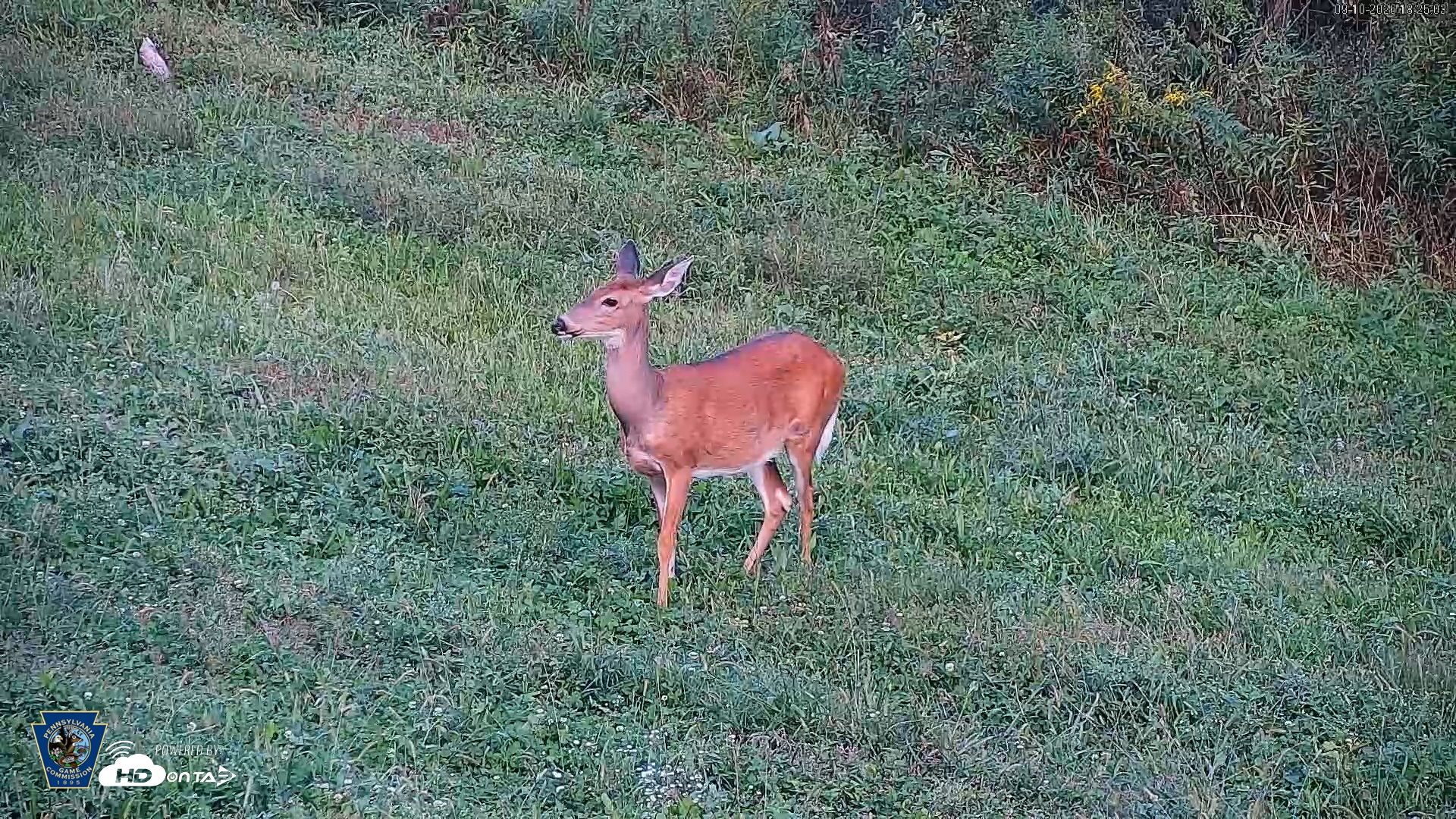 Snapshot of Pennsylvania Elk Live Webcam taken Sep 10, 2026, 6:26pm EDT