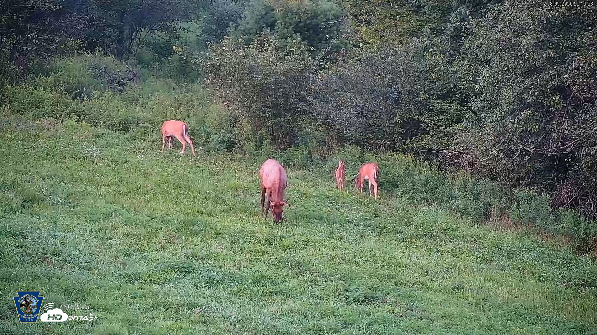Snapshot of Pennsylvania Elk Live Webcam taken Aug 9, 2026, 8:11pm EDT