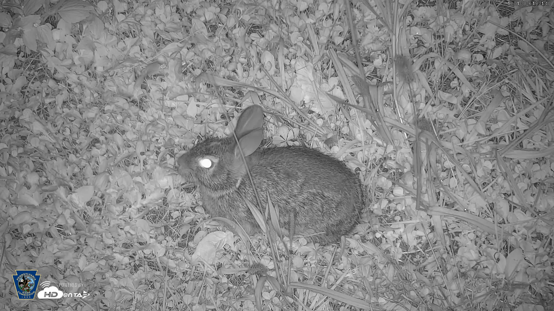 Snapshot of Pennsylvania Elk Live Webcam taken Oct 1, 2026, 7:22pm EDT