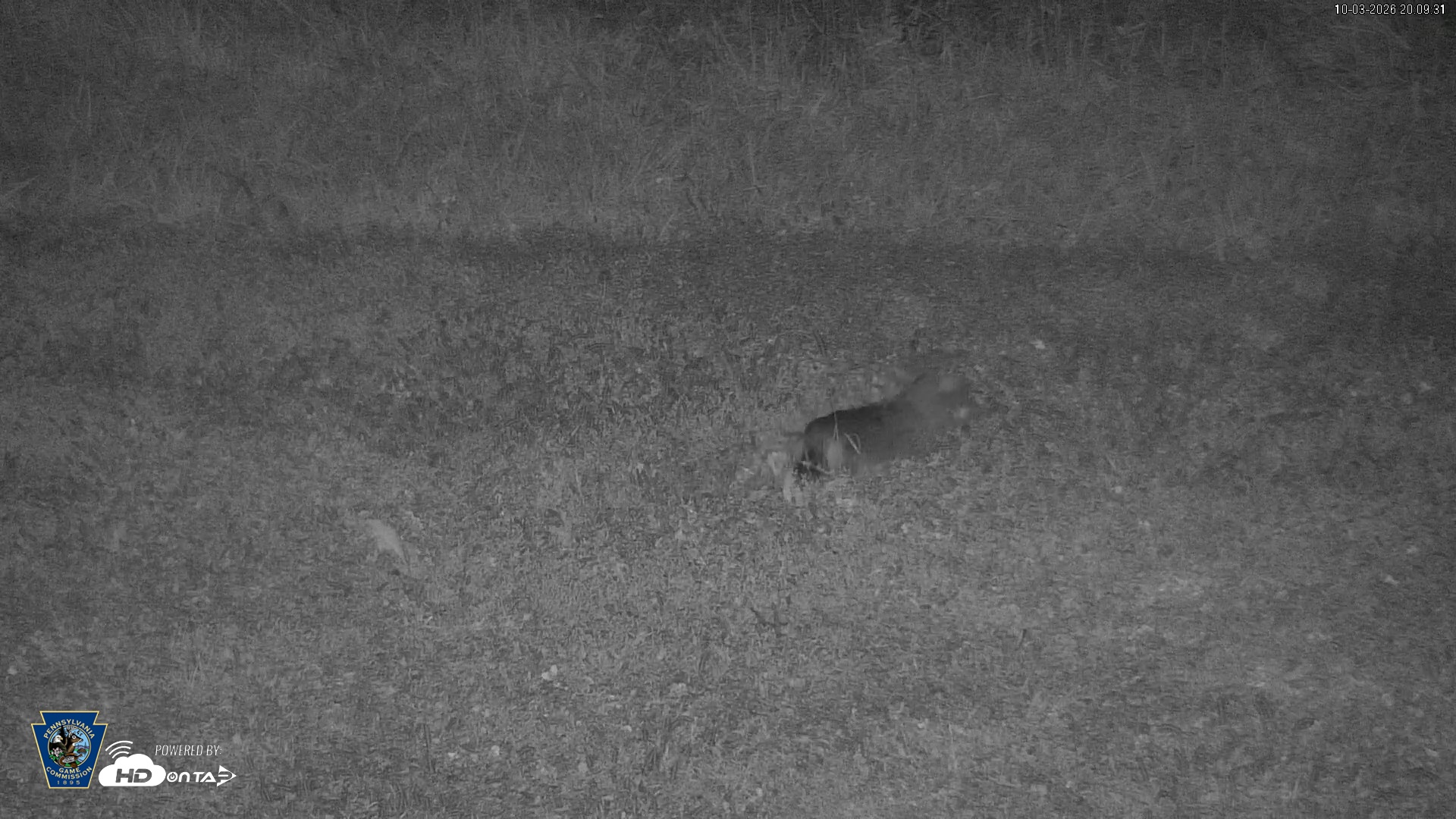 Snapshot of Pennsylvania Elk Live Webcam taken Oct 3, 2026, 8:10pm EDT