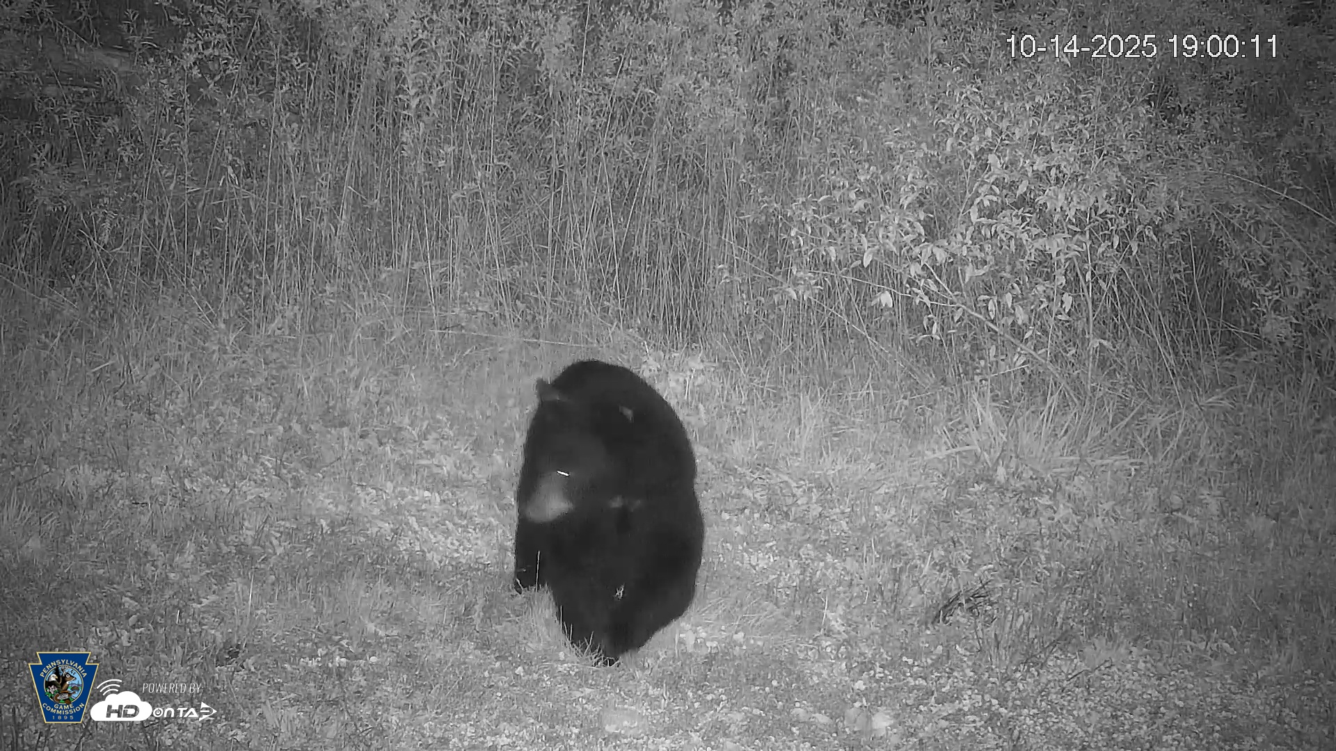 Snapshot of Pennsylvania Elk Live Webcam taken Oct 14, 2025, 7:01pm EDT