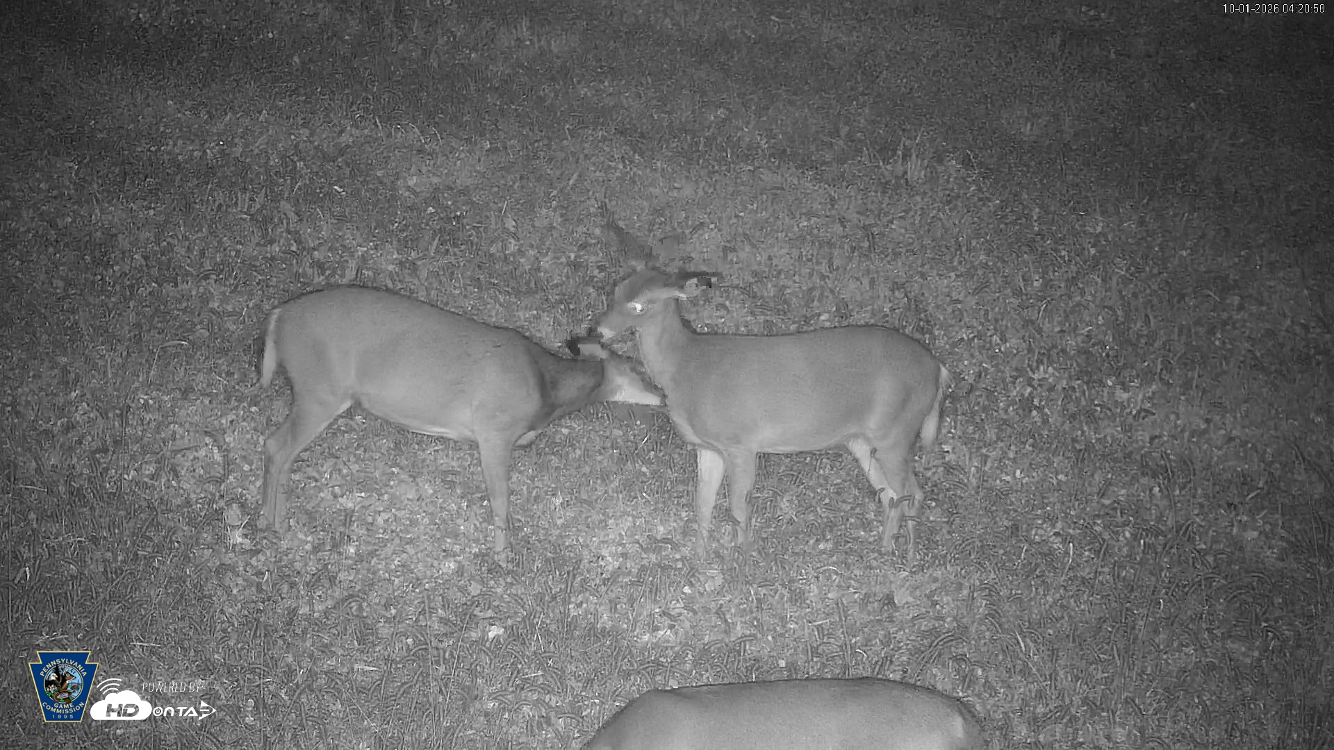 Snapshot of Pennsylvania Elk Live Webcam taken Oct 1, 2026, 4:21am EDT