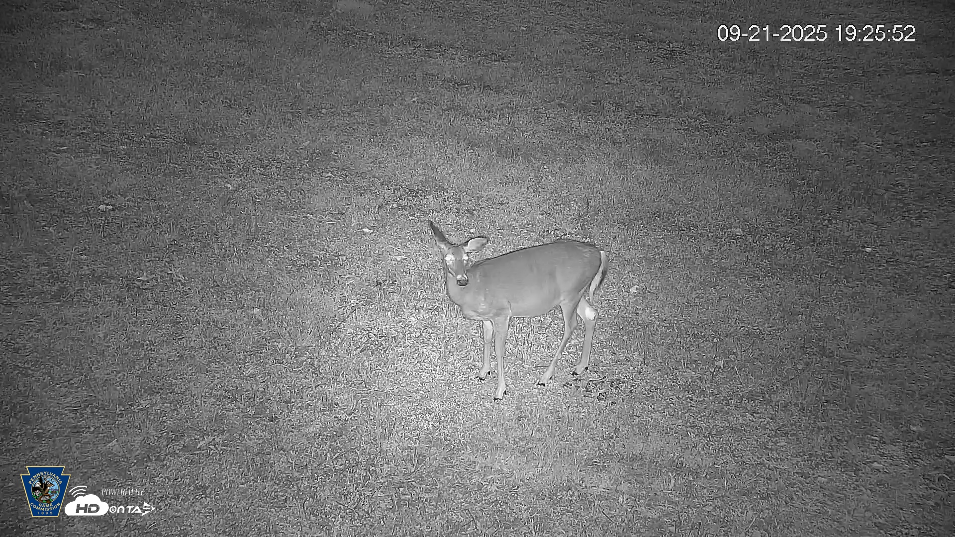 Snapshot of Pennsylvania Elk Live Webcam taken Sep 21, 2025, 7:26pm EDT