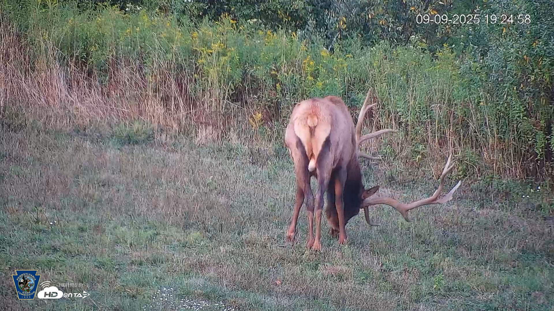 Snapshot of Pennsylvania Elk Live Webcam taken Sep 9, 2025, 7:25pm EDT