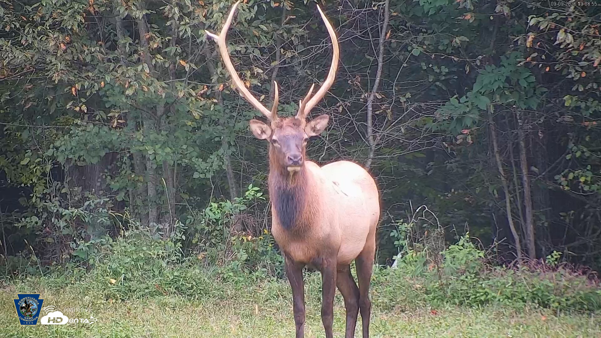 Snapshot of Pennsylvania Elk Live Webcam taken Sep 9, 2026, 7:09pm EDT