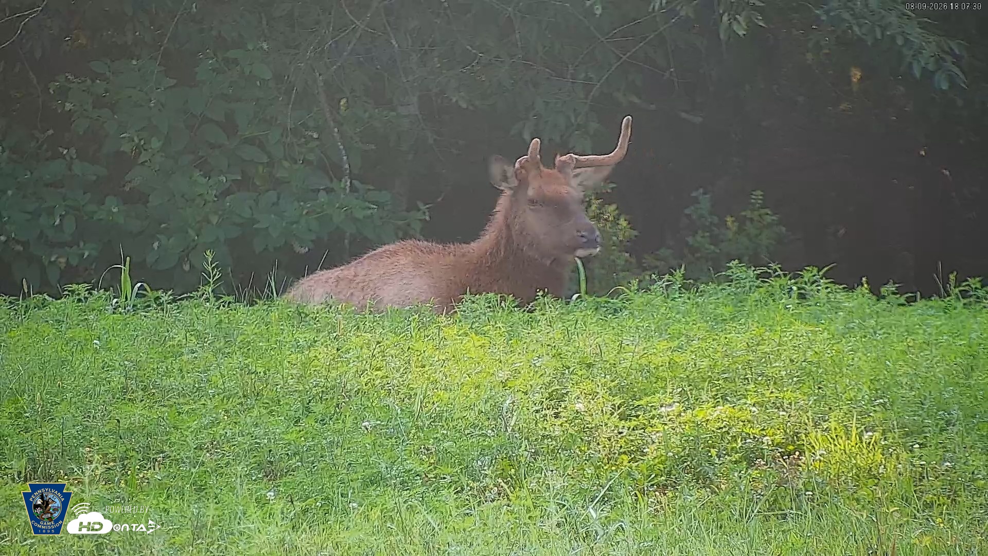 Snapshot of Pennsylvania Elk Live Webcam taken Aug 9, 2026, 6:08pm EDT