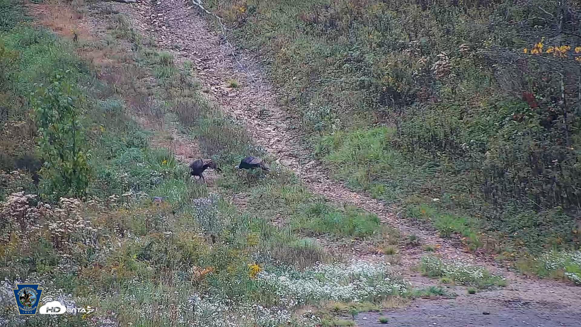 Snapshot of Pennsylvania Elk Live Webcam taken Sep 30, 2026, 1:27pm EDT