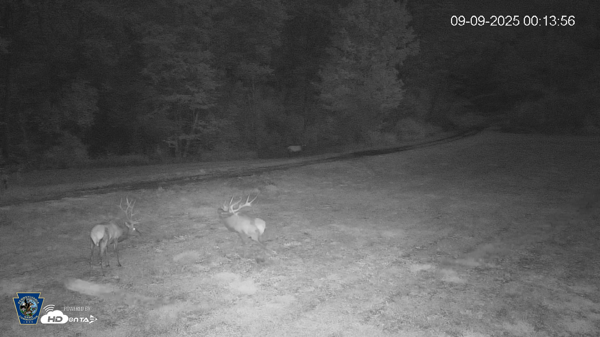 Snapshot of Pennsylvania Elk Live Webcam taken Sep 9, 2025, 12:14am EDT