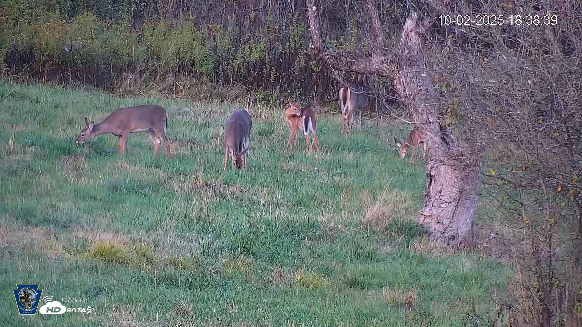 Snapshot of Pennsylvania Elk Live Webcam taken Oct 2, 2025, 6:39pm EDT