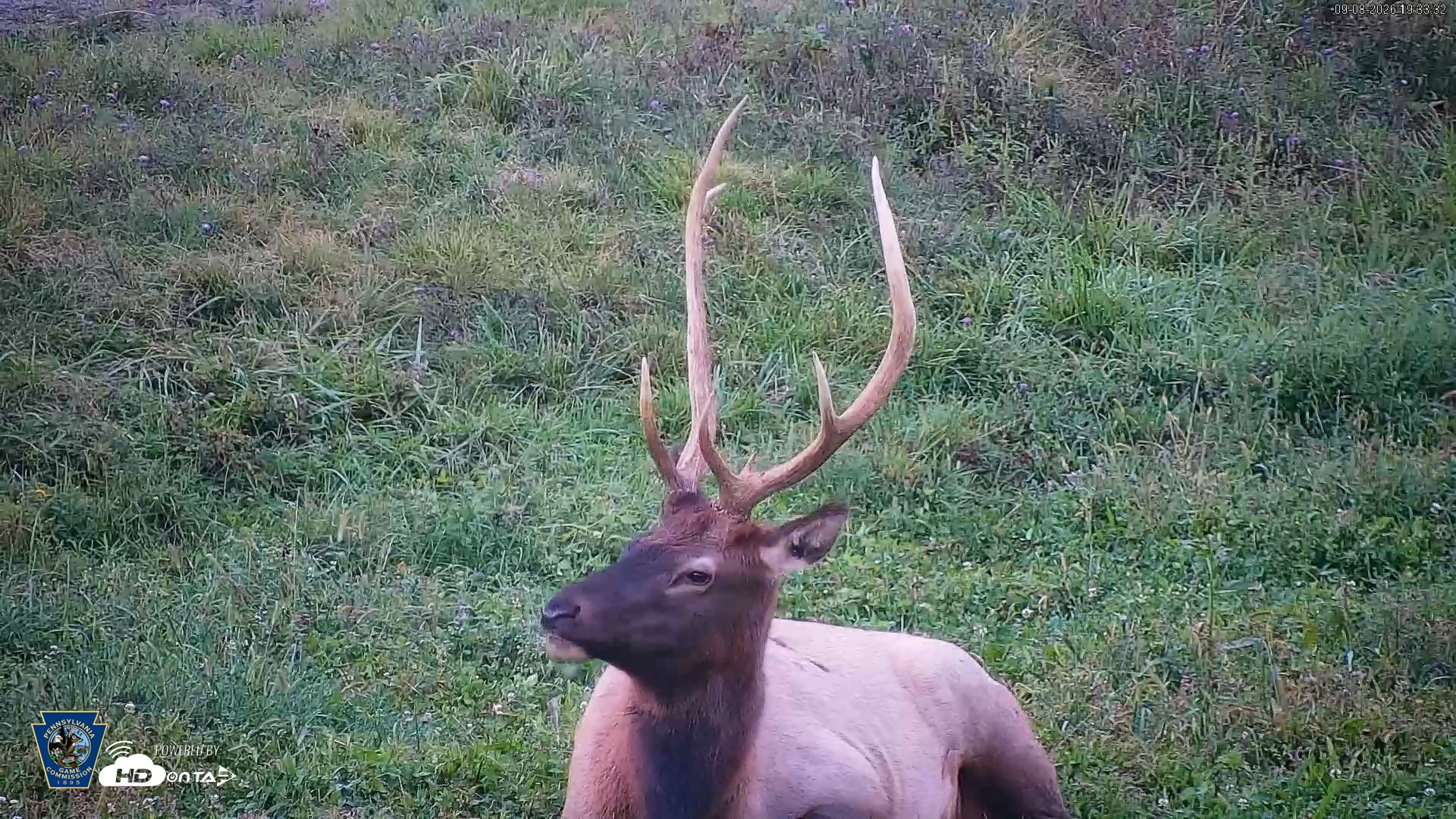 Snapshot of Pennsylvania Elk Live Webcam taken Sep 8, 2026, 7:34pm EDT