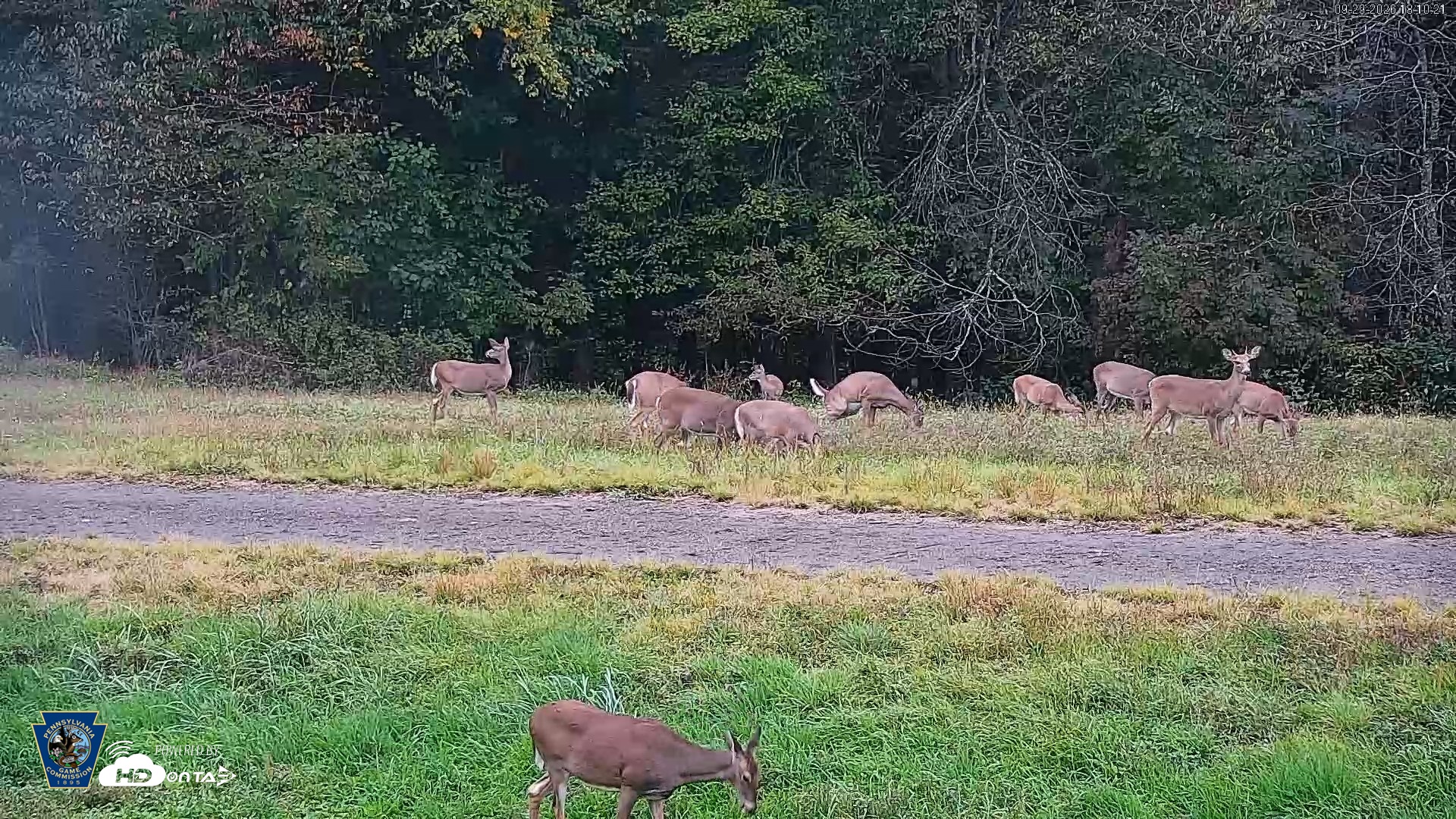 Snapshot of Pennsylvania Elk Live Webcam taken Sep 29, 2026, 6:11pm EDT