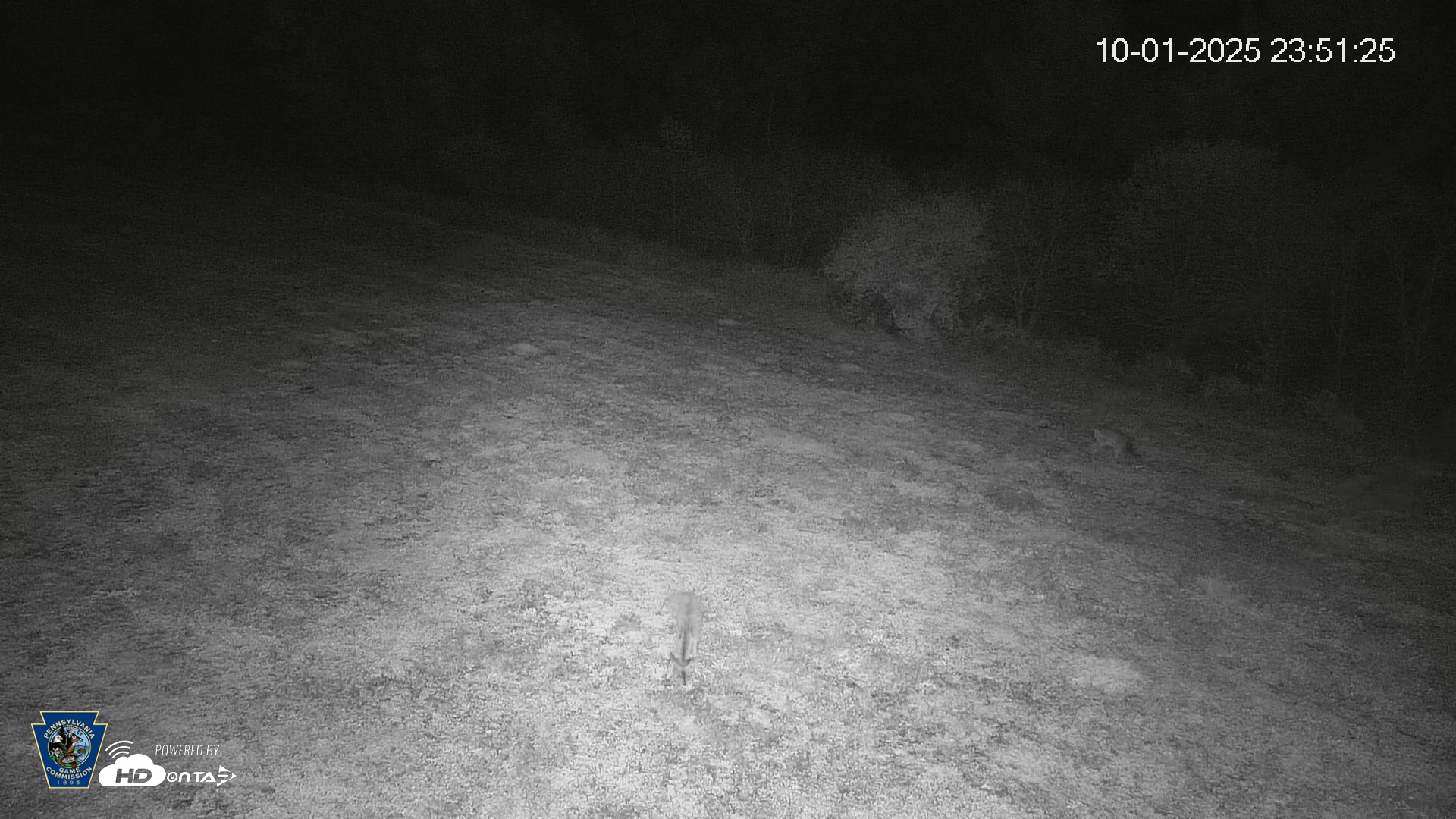 Snapshot of Pennsylvania Elk Live Webcam taken Oct 1, 2025, 11:52pm EDT