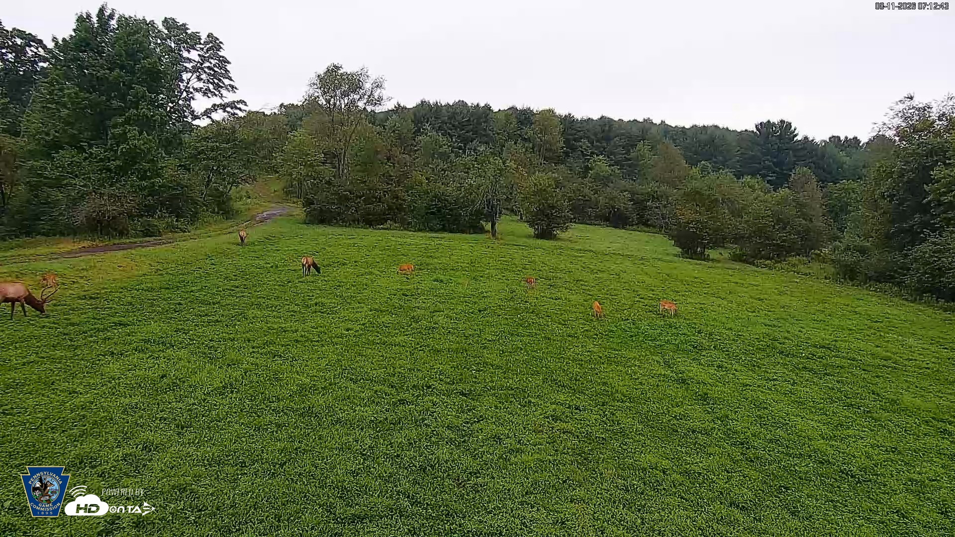 Snapshot of Pennsylvania Elk Live Webcam taken Aug 11, 2026, 7:13am EDT