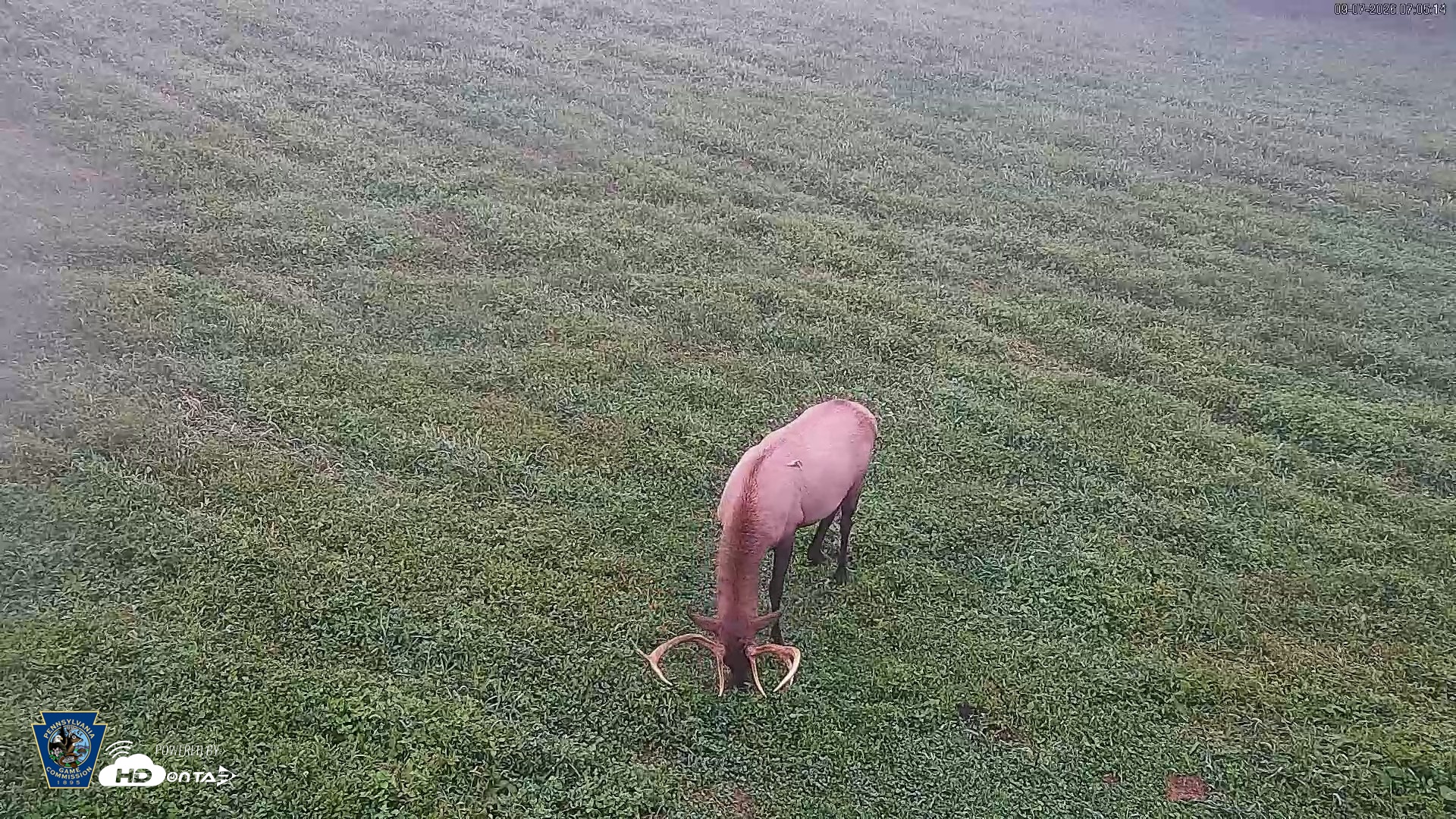 Snapshot of Pennsylvania Elk Live Webcam taken Sep 7, 2026, 7:06am EDT