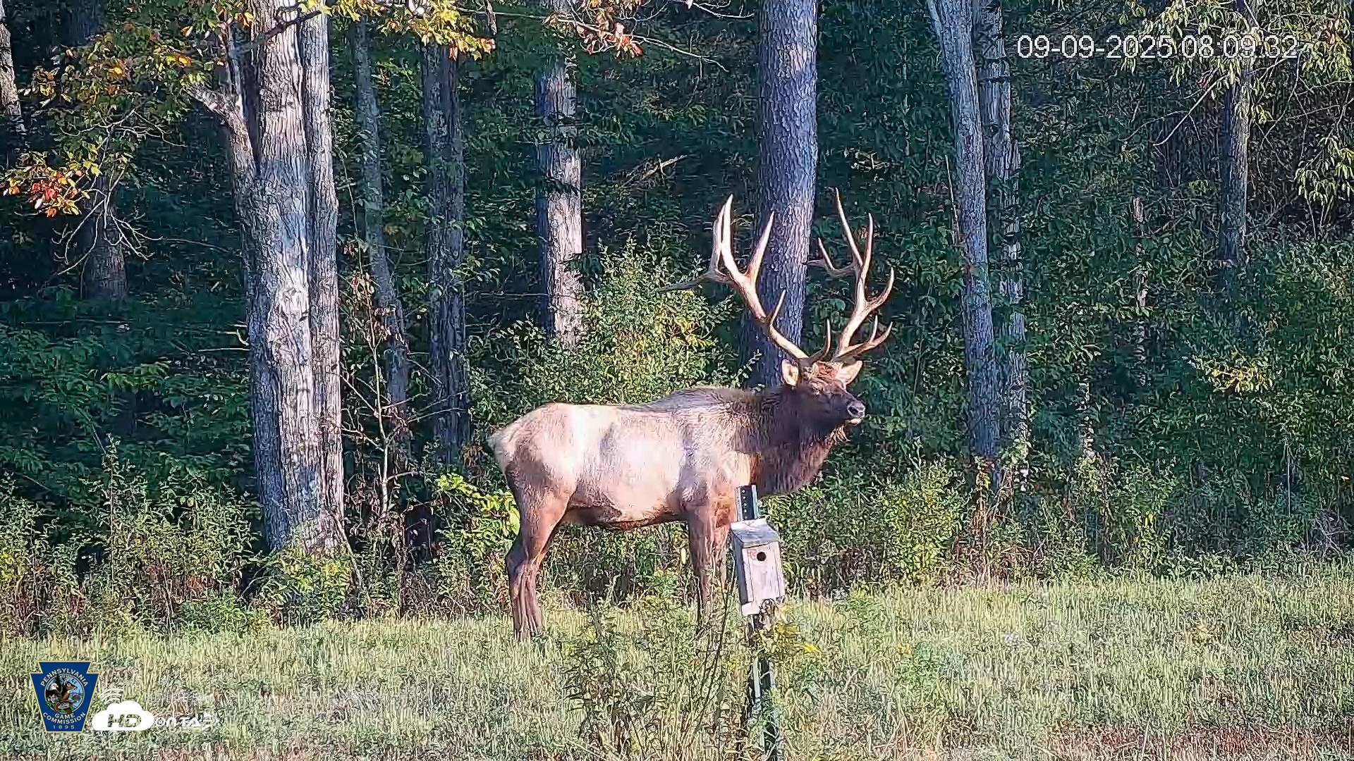 Snapshot of Pennsylvania Elk Live Webcam taken Sep 9, 2025, 8:10am EDT