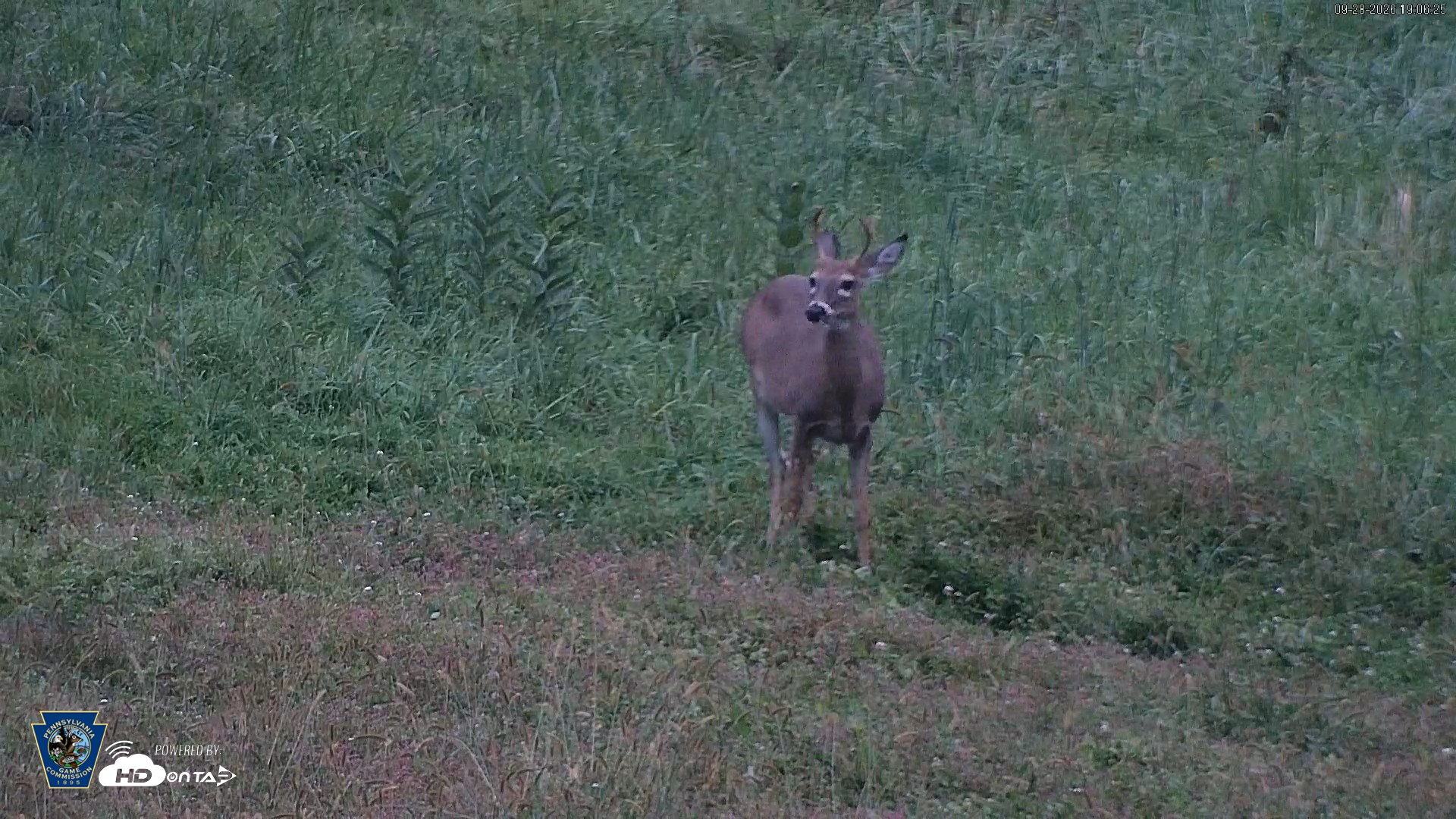 Snapshot of Pennsylvania Elk Live Webcam taken Sep 28, 2026, 7:09pm EDT