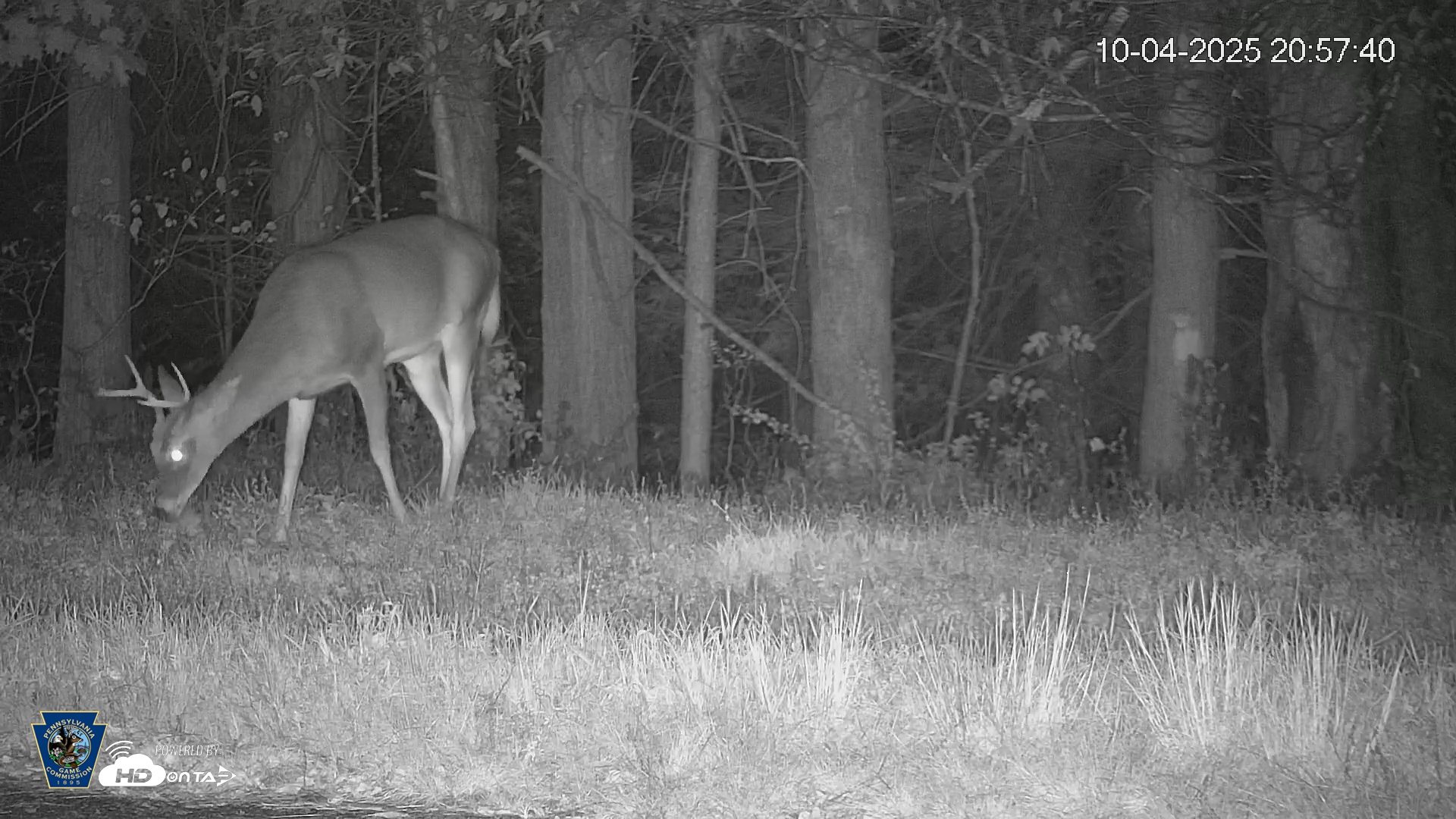 Snapshot of Pennsylvania Elk Live Webcam taken Oct 4, 2025, 9:00pm EDT
