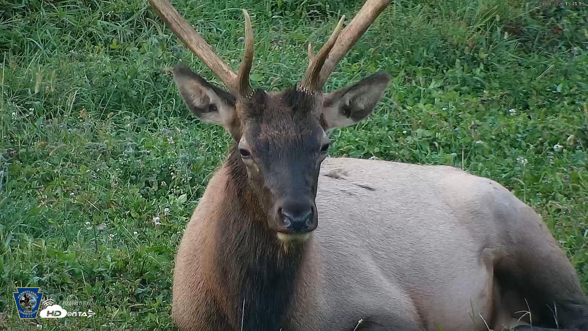 Snapshot of Pennsylvania Elk Live Webcam taken Sep 8, 2026, 7:42pm EDT