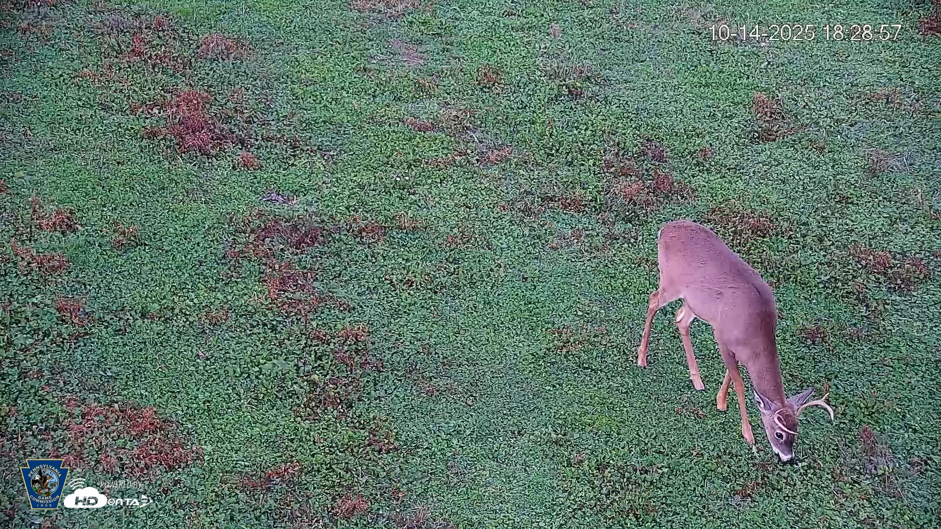 Snapshot of Pennsylvania Elk Live Webcam taken Oct 14, 2025, 6:29pm EDT