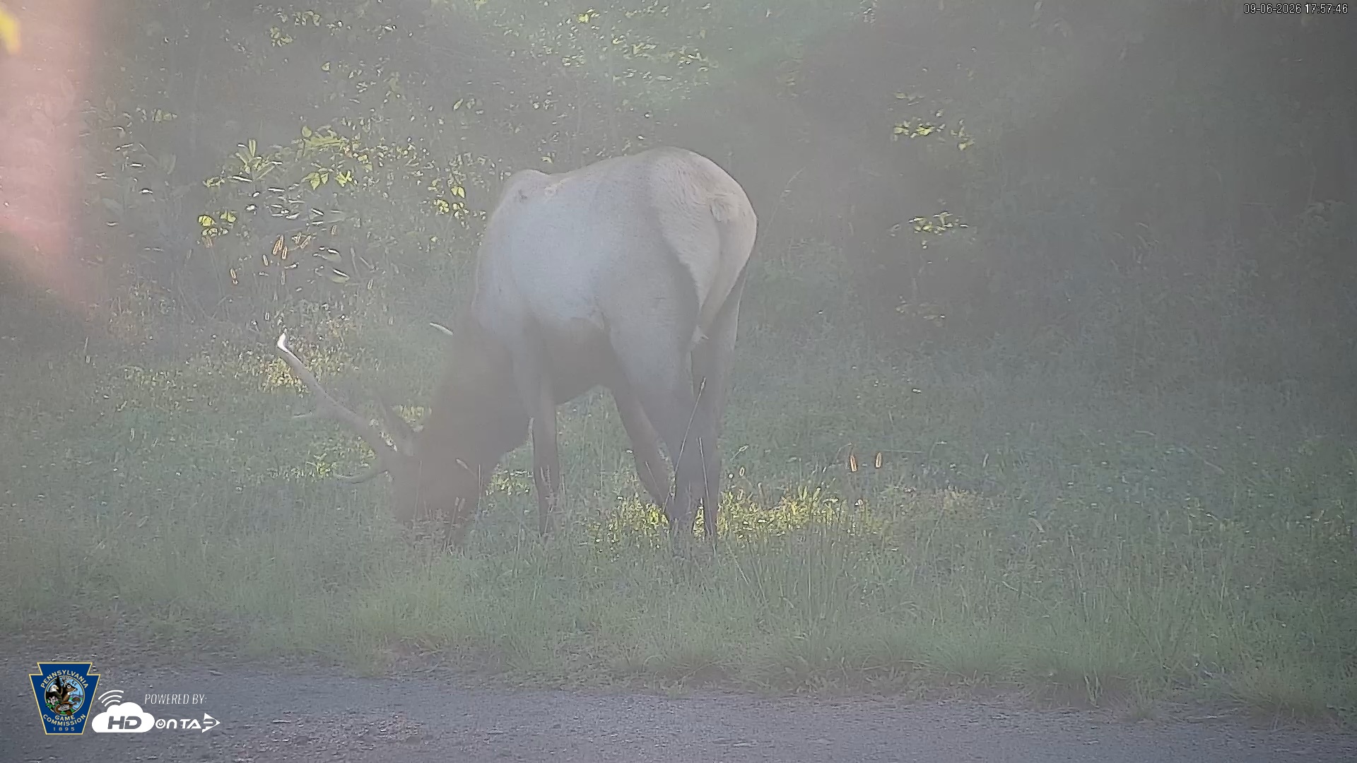 Snapshot of Pennsylvania Elk Live Webcam taken Sep 6, 2026, 5:58pm EDT
