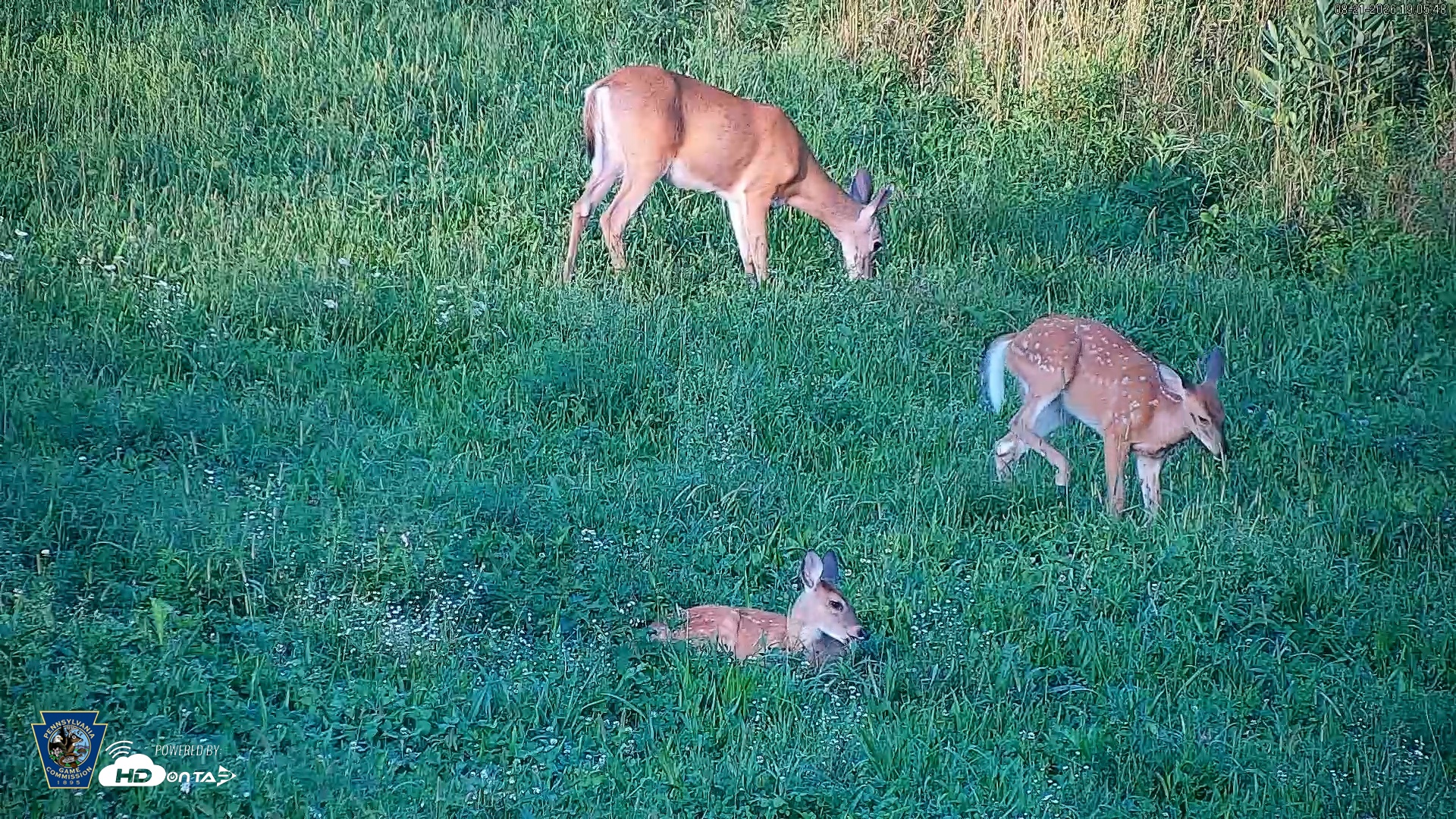 Snapshot of Pennsylvania Elk Live Webcam taken Aug 21, 2026, 7:06pm EDT
